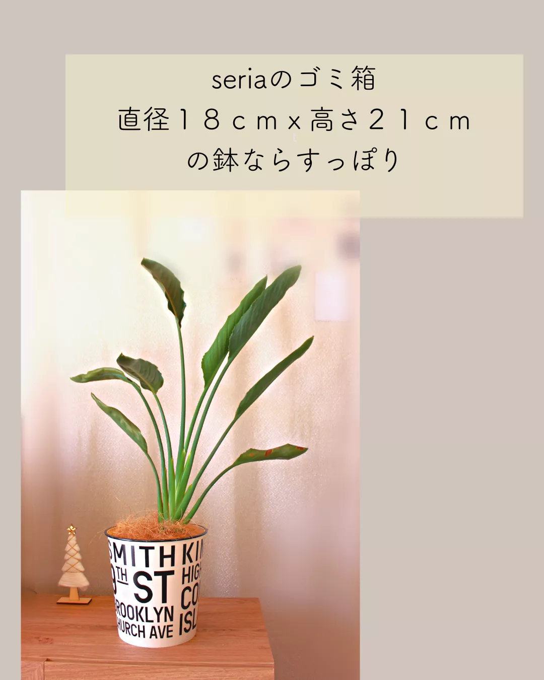 じゃない使い方で！100均アイテムを鉢カバーにしてみたよ🫶 | らーちゃん🌛100均植物が投稿したフォトブック | Lemon8