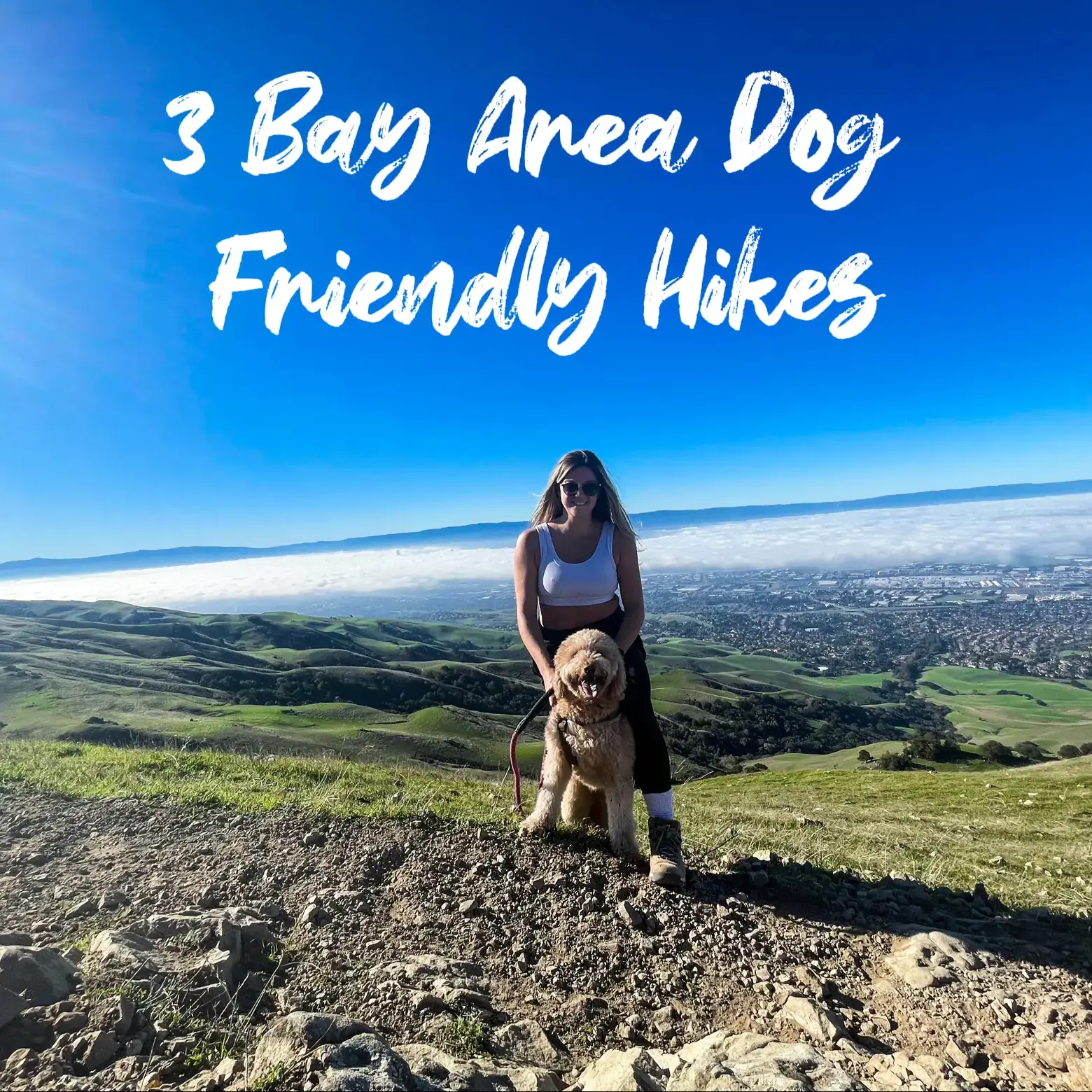 dog friendly santa cruz Lemon8 Search