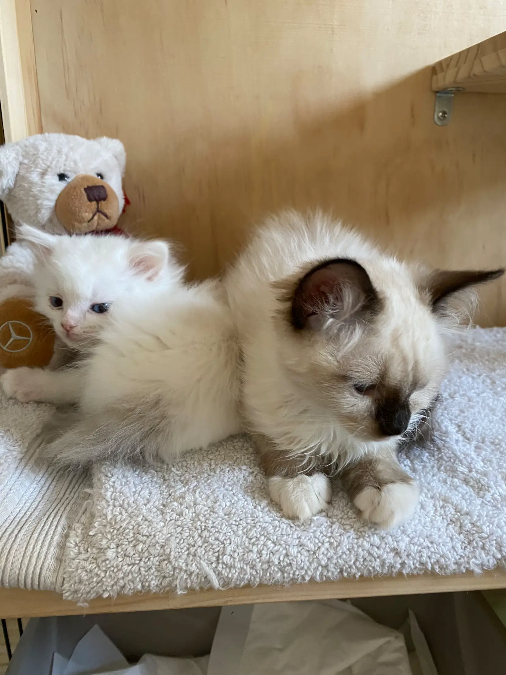 爬虫類飼育ケージ レオパ（ヒョウモントカゲモドキ）里親募集のため 購入