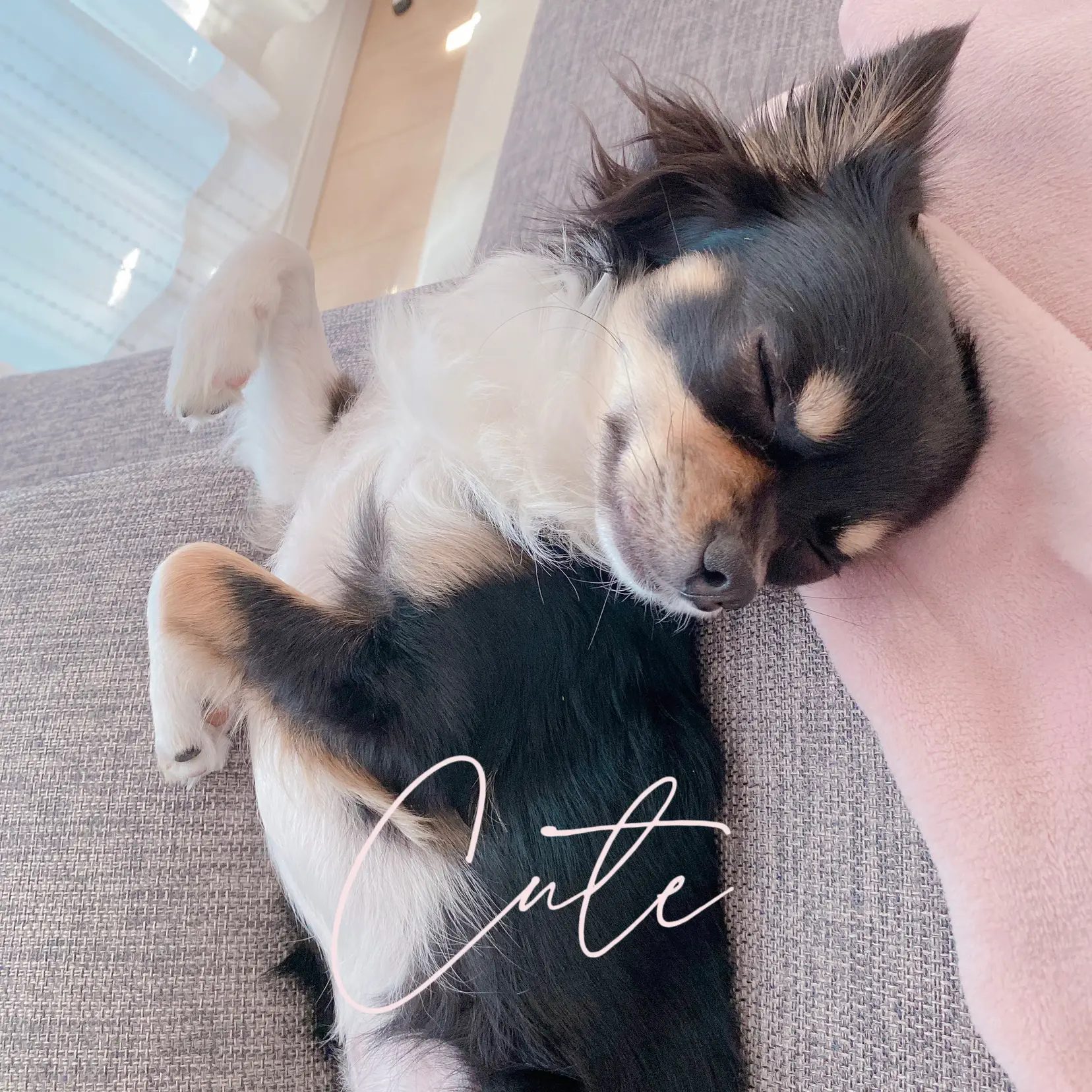 愛犬チワワ】かわいいでしょ？💤 | Soul / 愛犬チワワ🐶が投稿したフォトブック | Lemon8