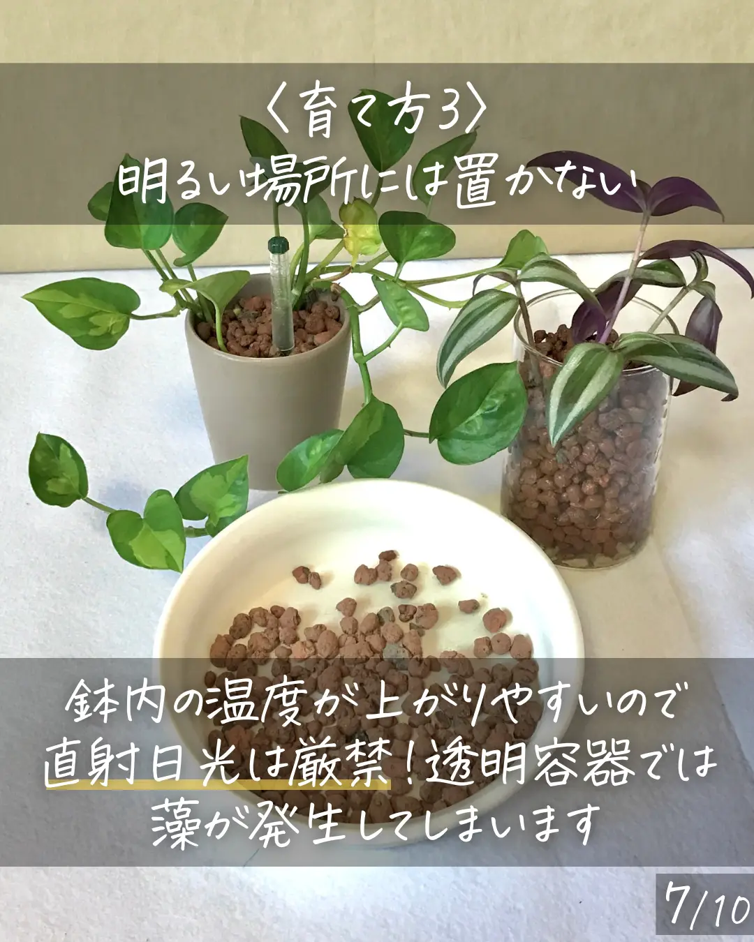 意外と楽チン！〉ハイドロカルチャーの特徴と育て方 | しゅう | 観葉植物の育て方が投稿したフォトブック | Lemon8