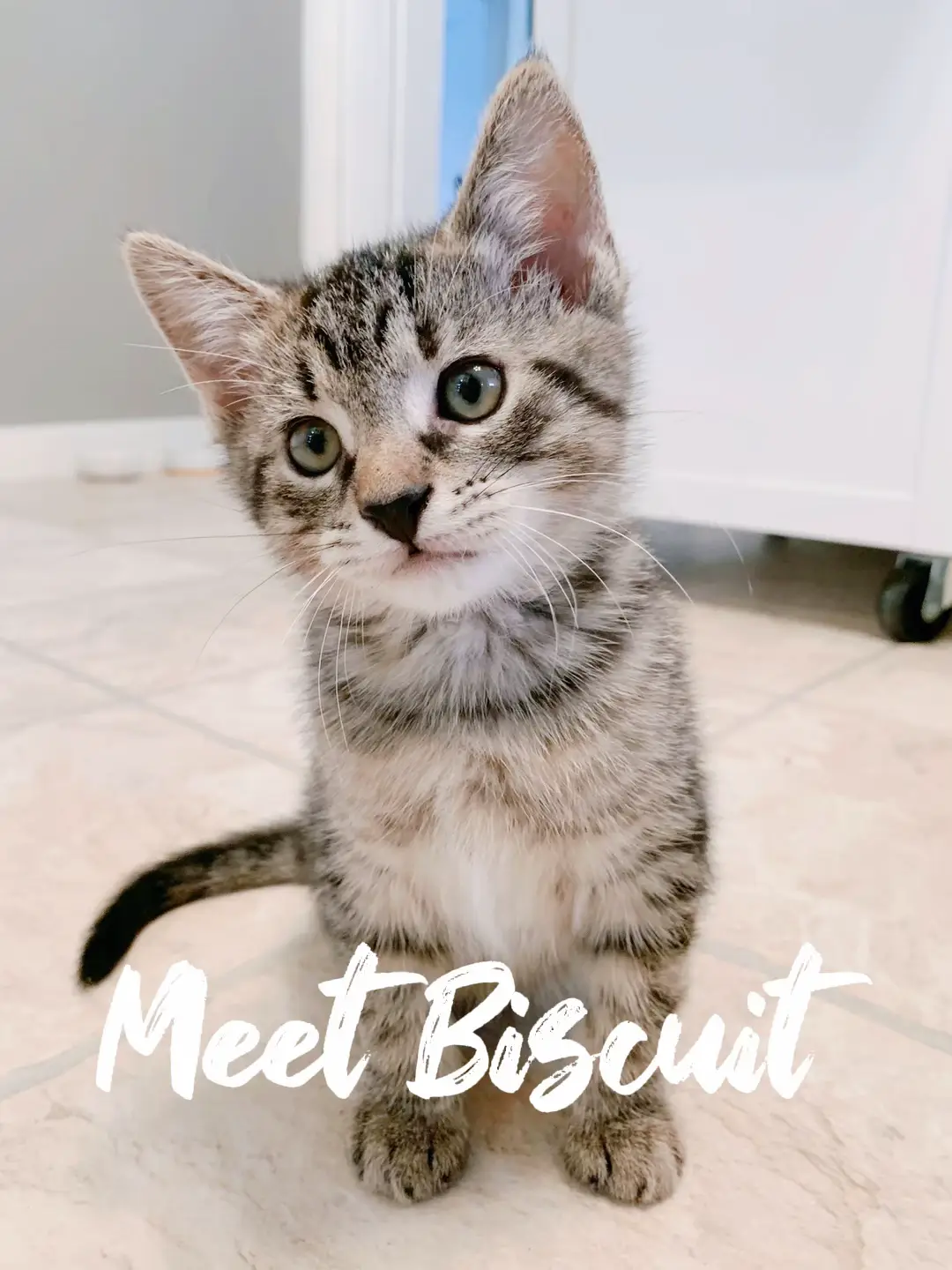 Introducing my cat Biscuit Gallery posted by Andy Saccardo Lemon8