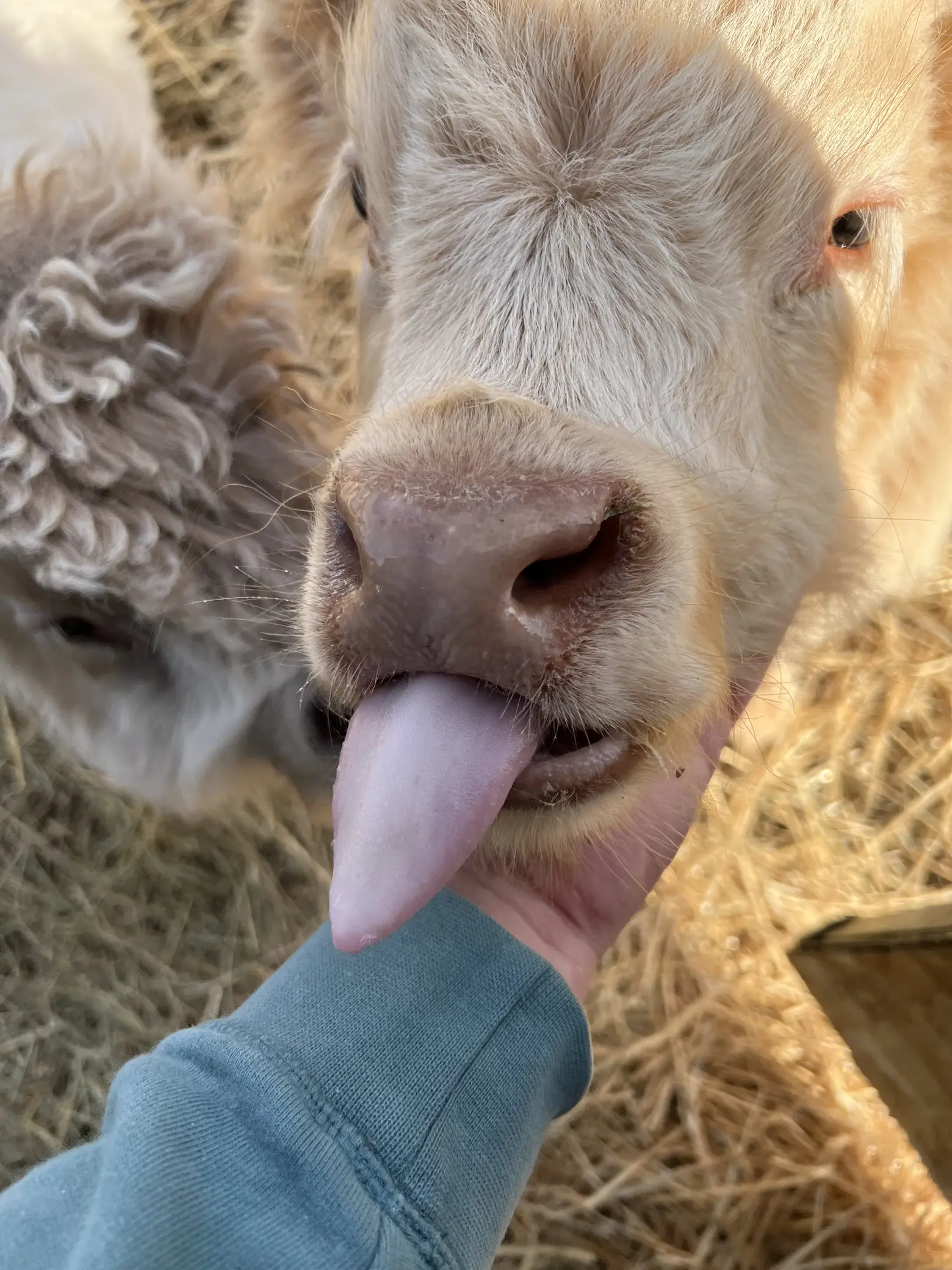 Ten-day-old baby highland cow 🥰, cattle, A family of miniature highland  cows welcomes its newest baby calf! 🐮🥰