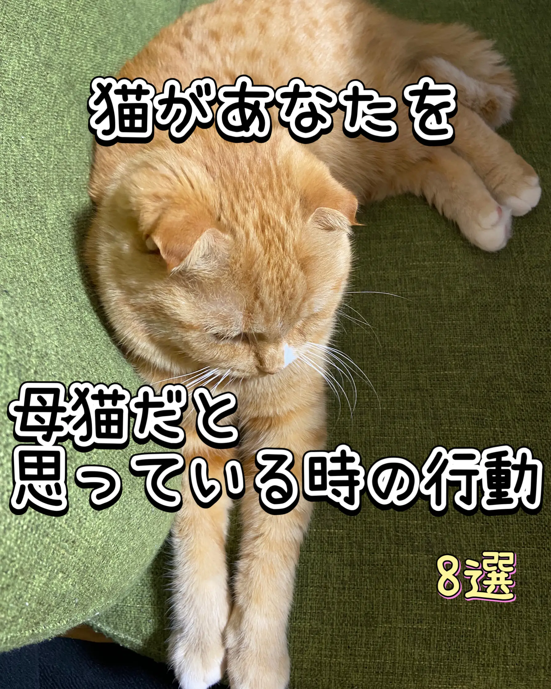 お金の副を呼ぶ猫(⌒‐⌒早い者勝ち。 - その他