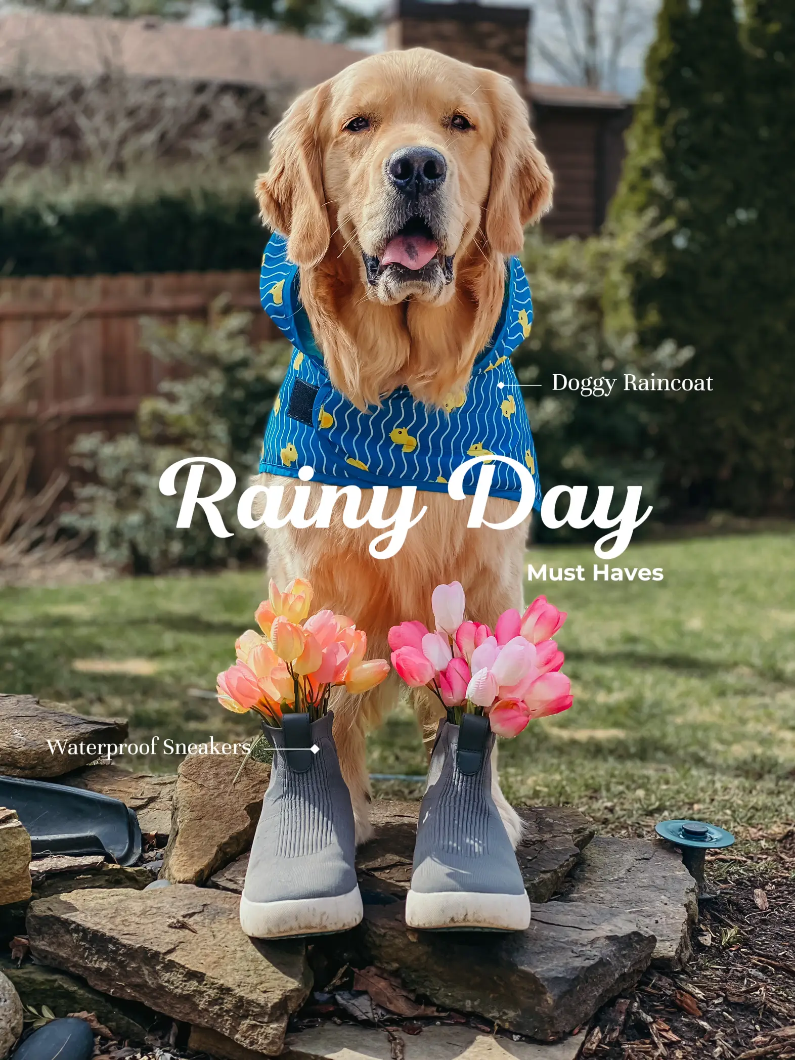 Dog wearing best sale rain boots