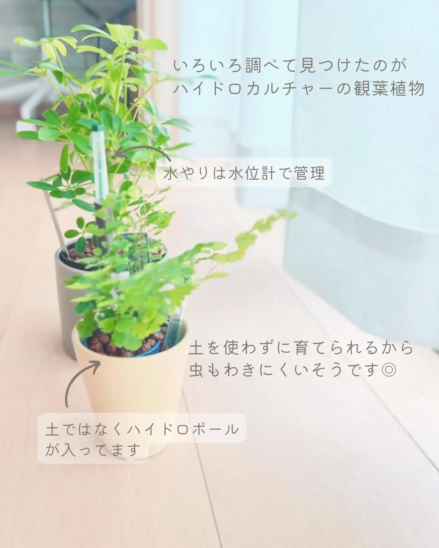 虫が来ない植物 Lemon8検索