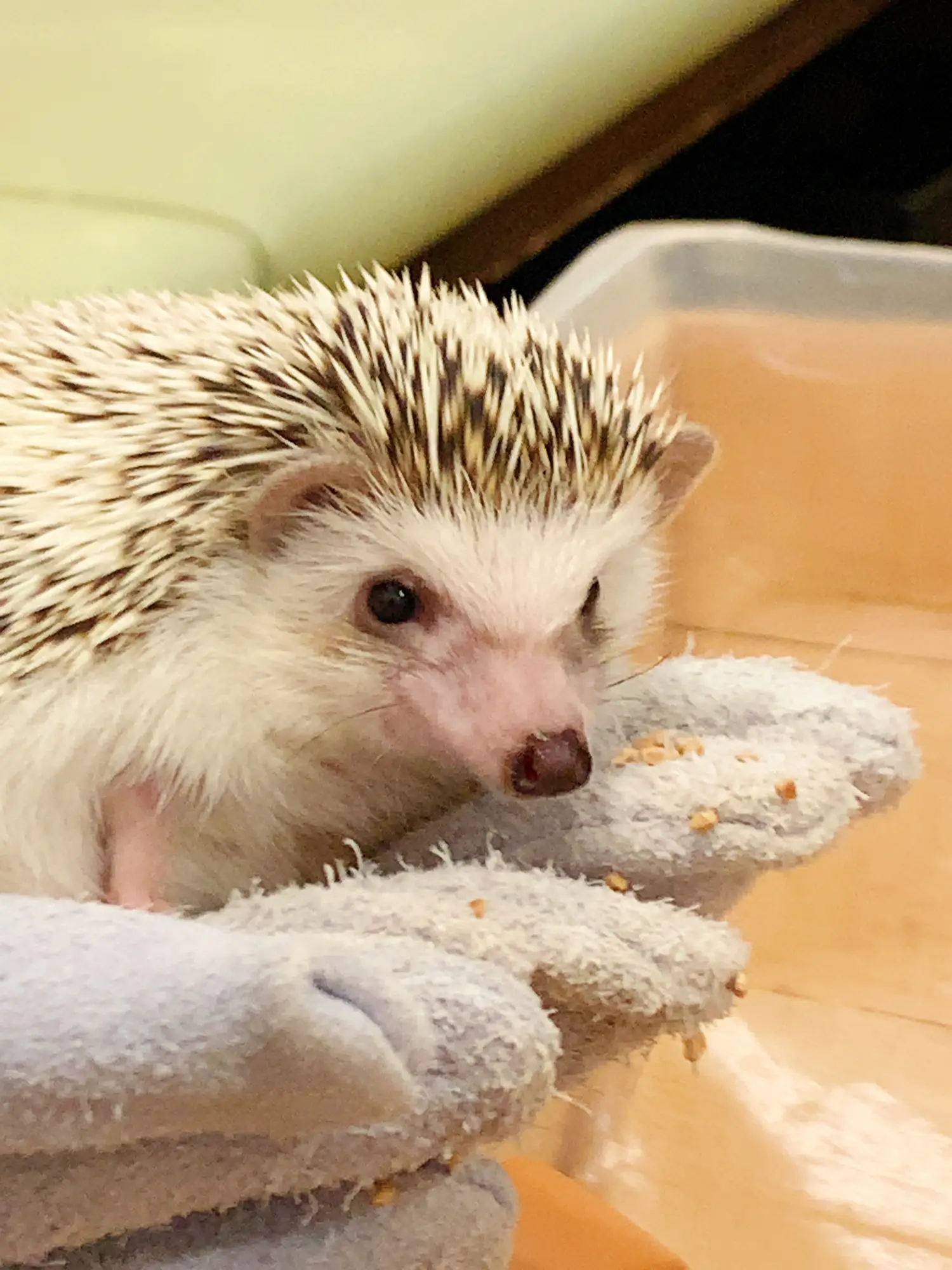 ハリネズミ寝袋 55 ラビット 【公式通販】