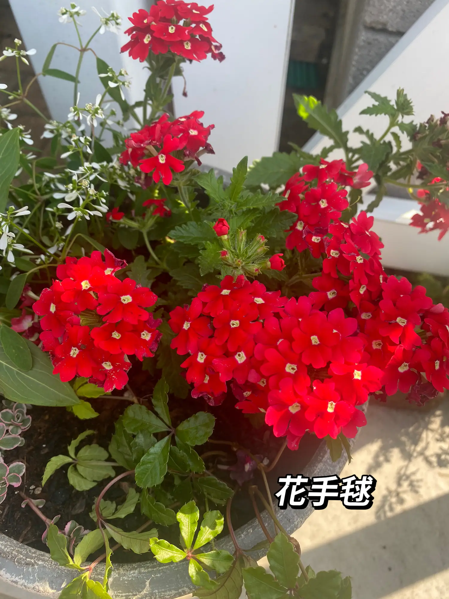 赤いお花で寄せ植えしました♪ | Bichoa_26が投稿したフォトブック | Lemon8