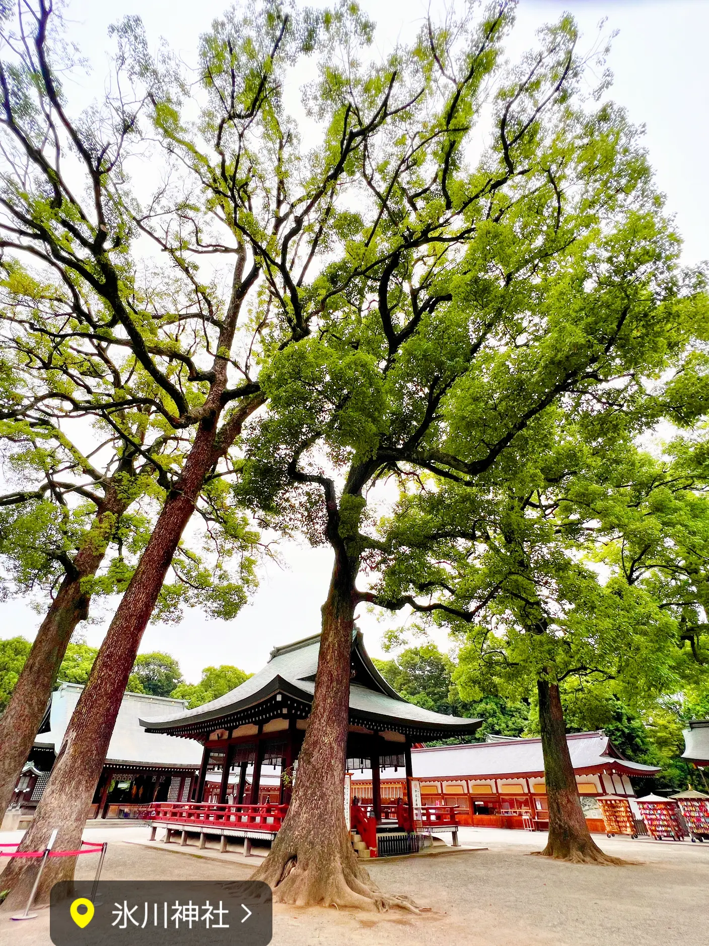 埼玉お出かけスポット】武蔵一宮氷川神社⛩ | Rin平日旅✈️おでかけ記録が投稿したフォトブック | Lemon8