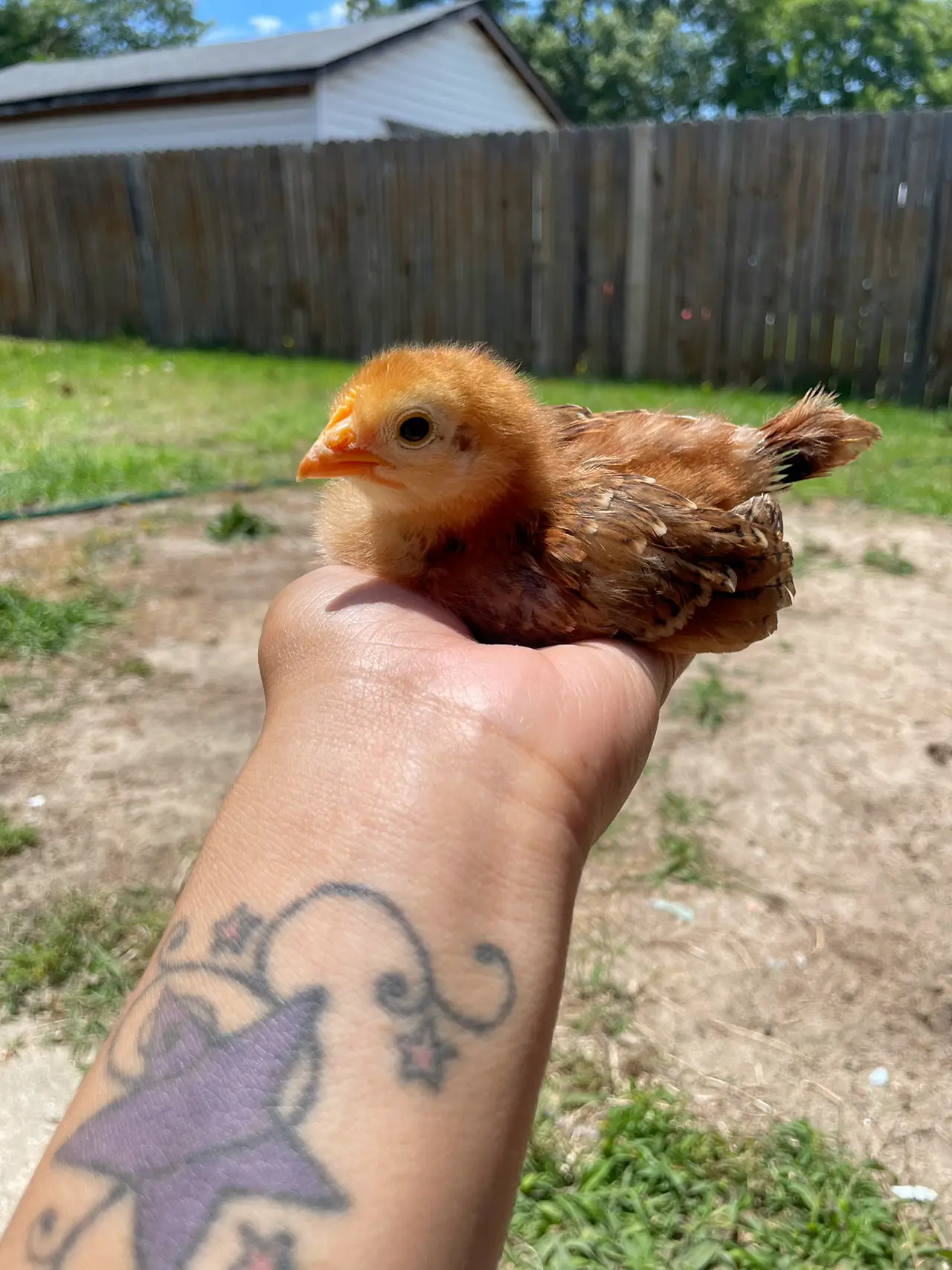 Help me name the chicks 🐥 | Gallery posted by CanieshiaPowell | Lemon8