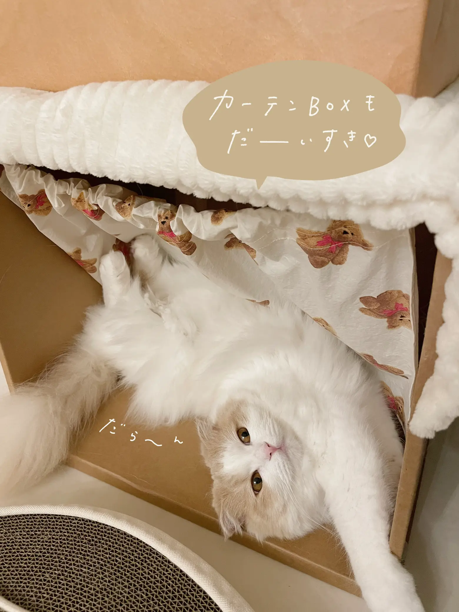 部屋猫 - Lemon8検索