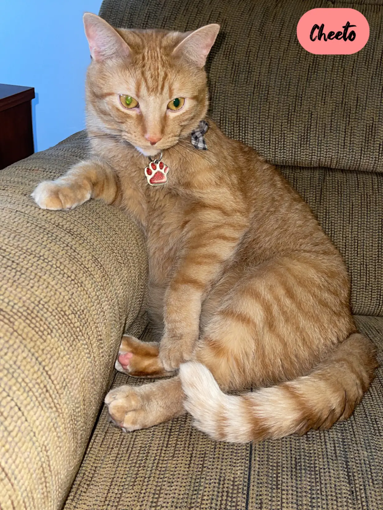 Couch potato Gallery posted by TheOrangeBois Lemon8