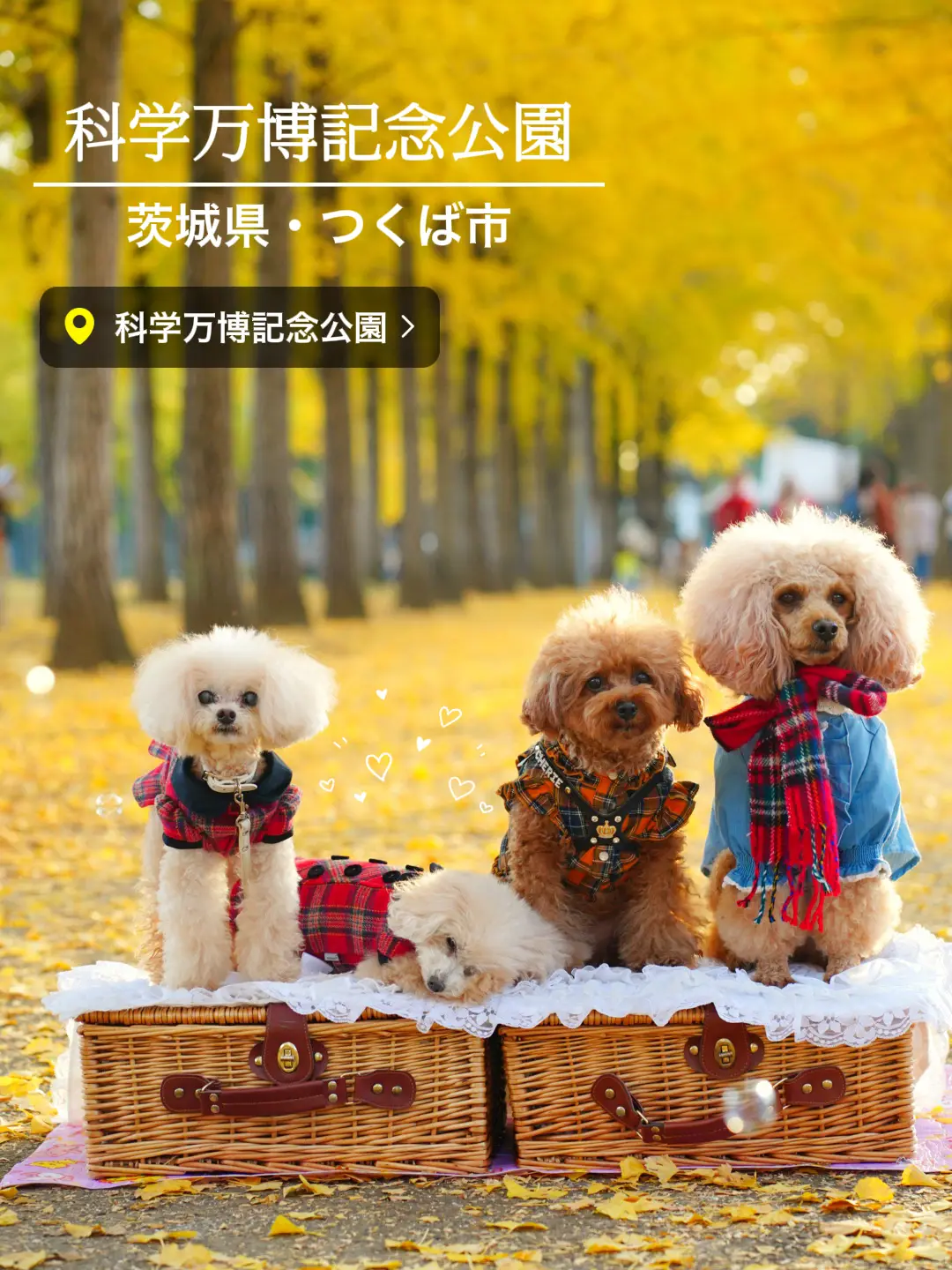 お昼寝する犬🐶 | プリッフィーが投稿したフォトブック | Lemon8