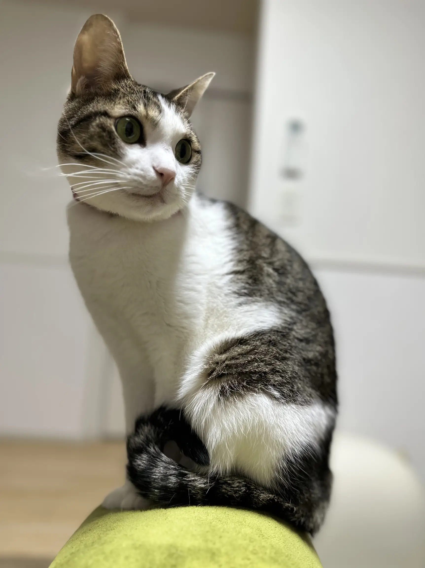 ショートケーキとおすわりねこちゃんくろねこ×桜