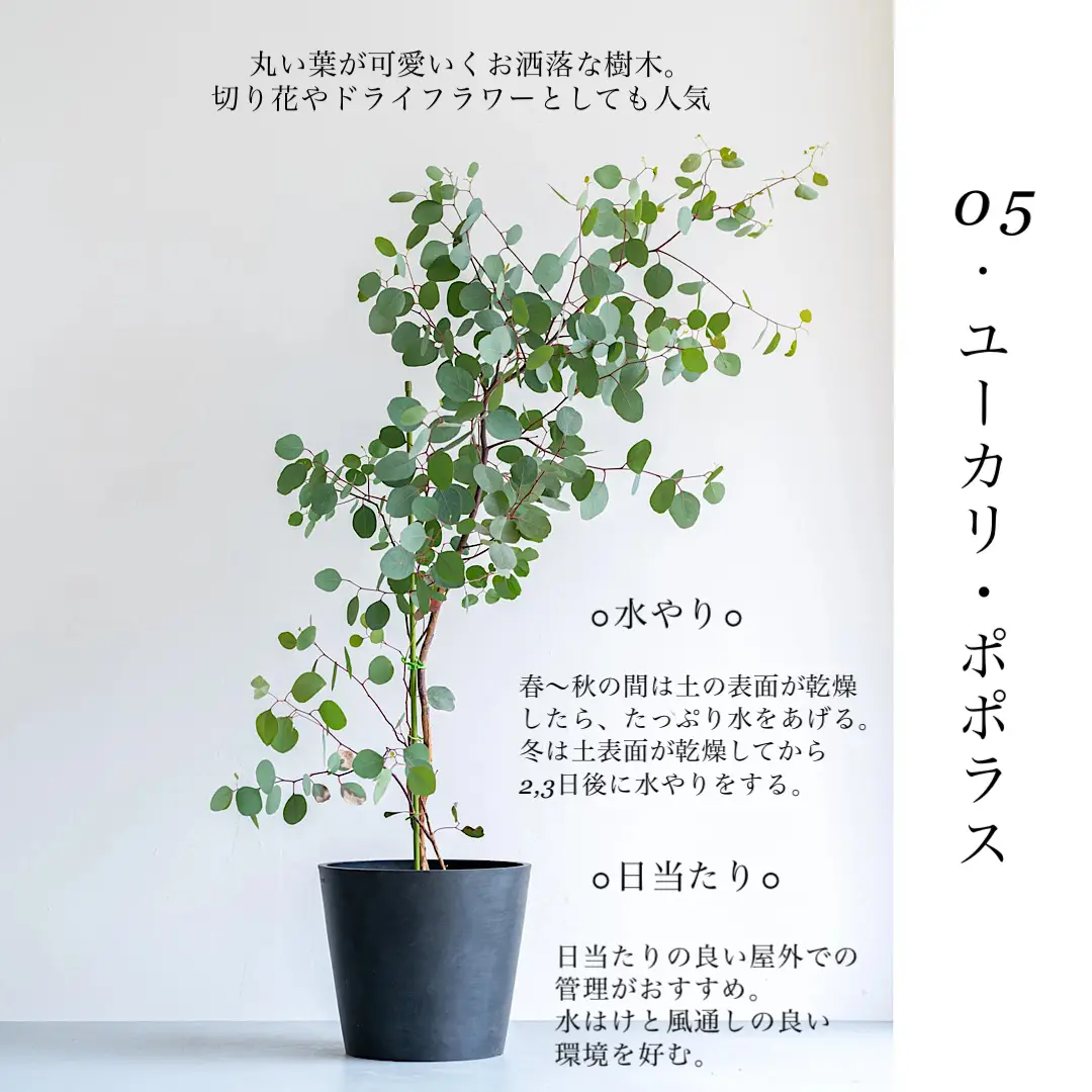 ユーカリ グニー/ 518 - 植物/観葉植物