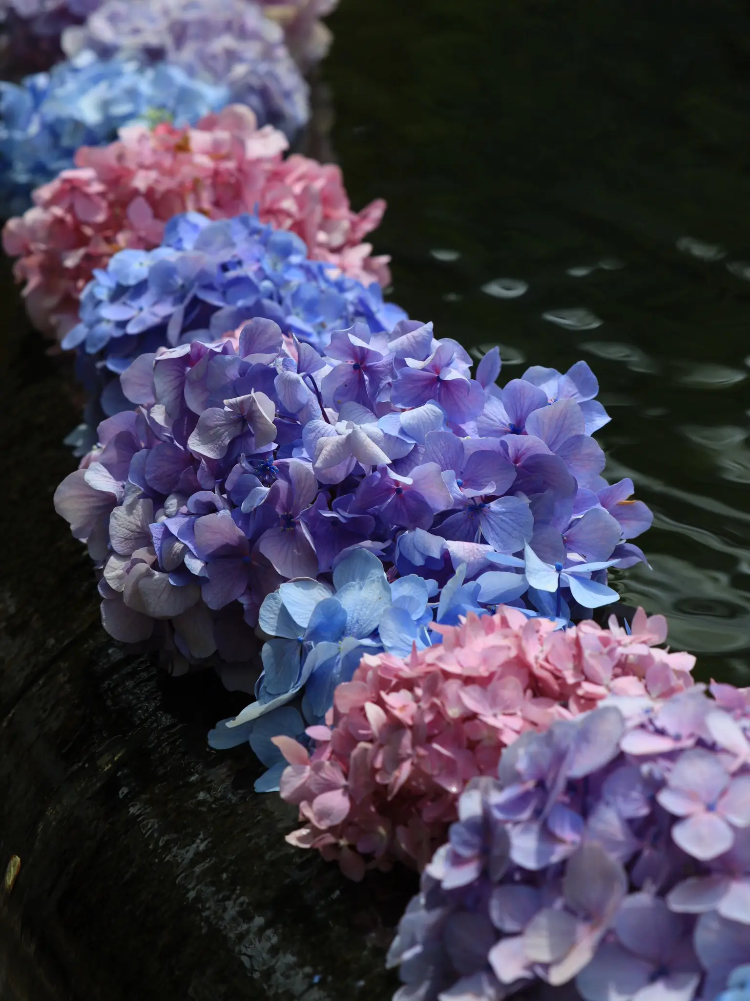 紫陽花💠】知ってる？池に浮かぶ可愛い紫陽花「久安寺」【大阪池田市