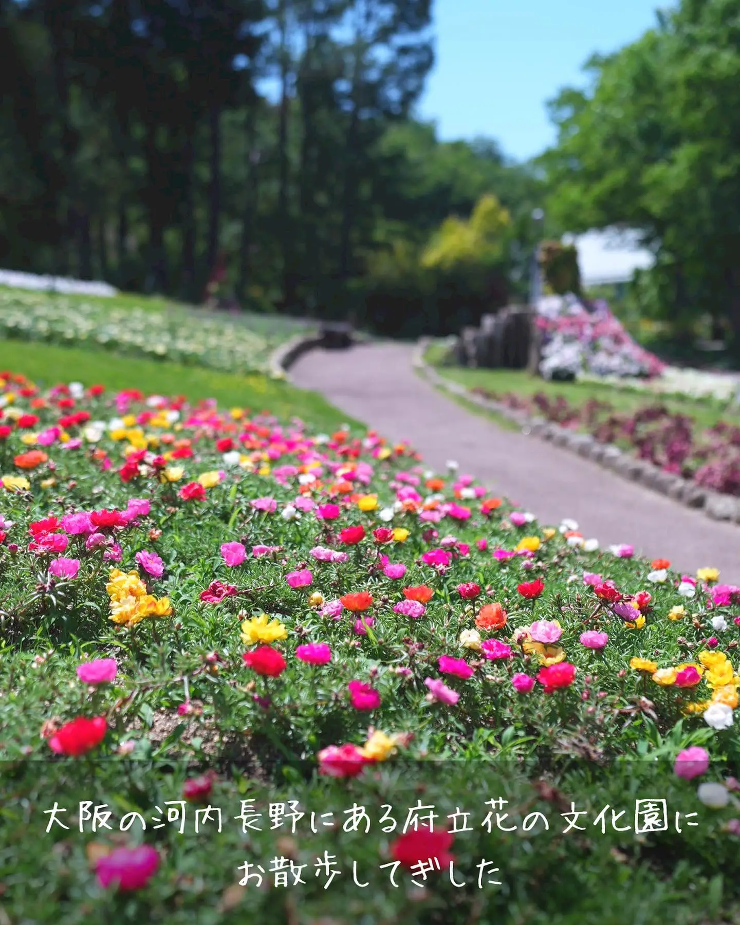 河内長野の植物園がスゴい！ | ひまり🌻大阪発おでかけガイドが投稿したフォトブック | Lemon8