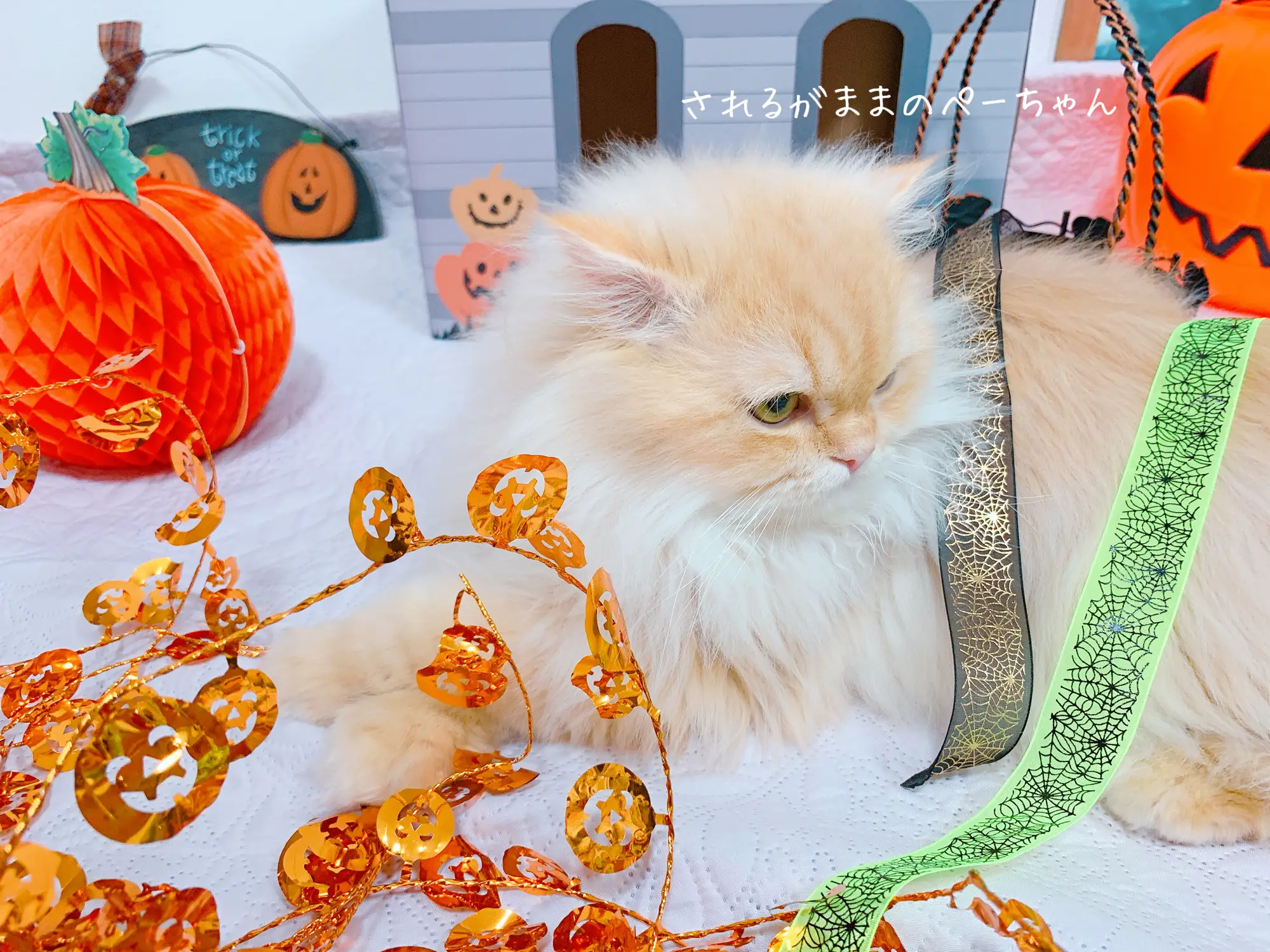 猫にも装飾を𓂃 🤭🎃✨ | ぺーちゃんのゆるふわ𝒟𝒾𝒶𝓇𝓎が投稿したフォトブック | Lemon8