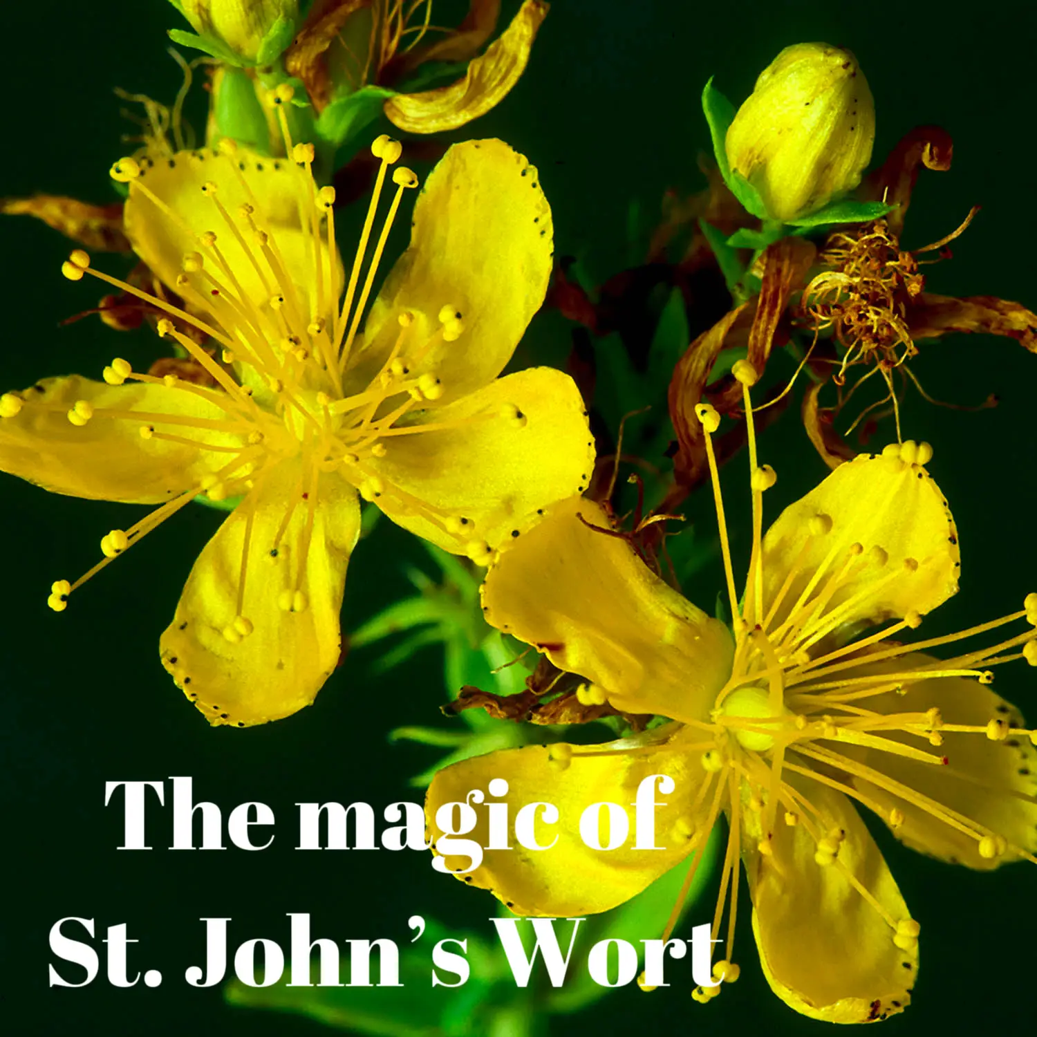 St. John s Wort Lemon8 Search