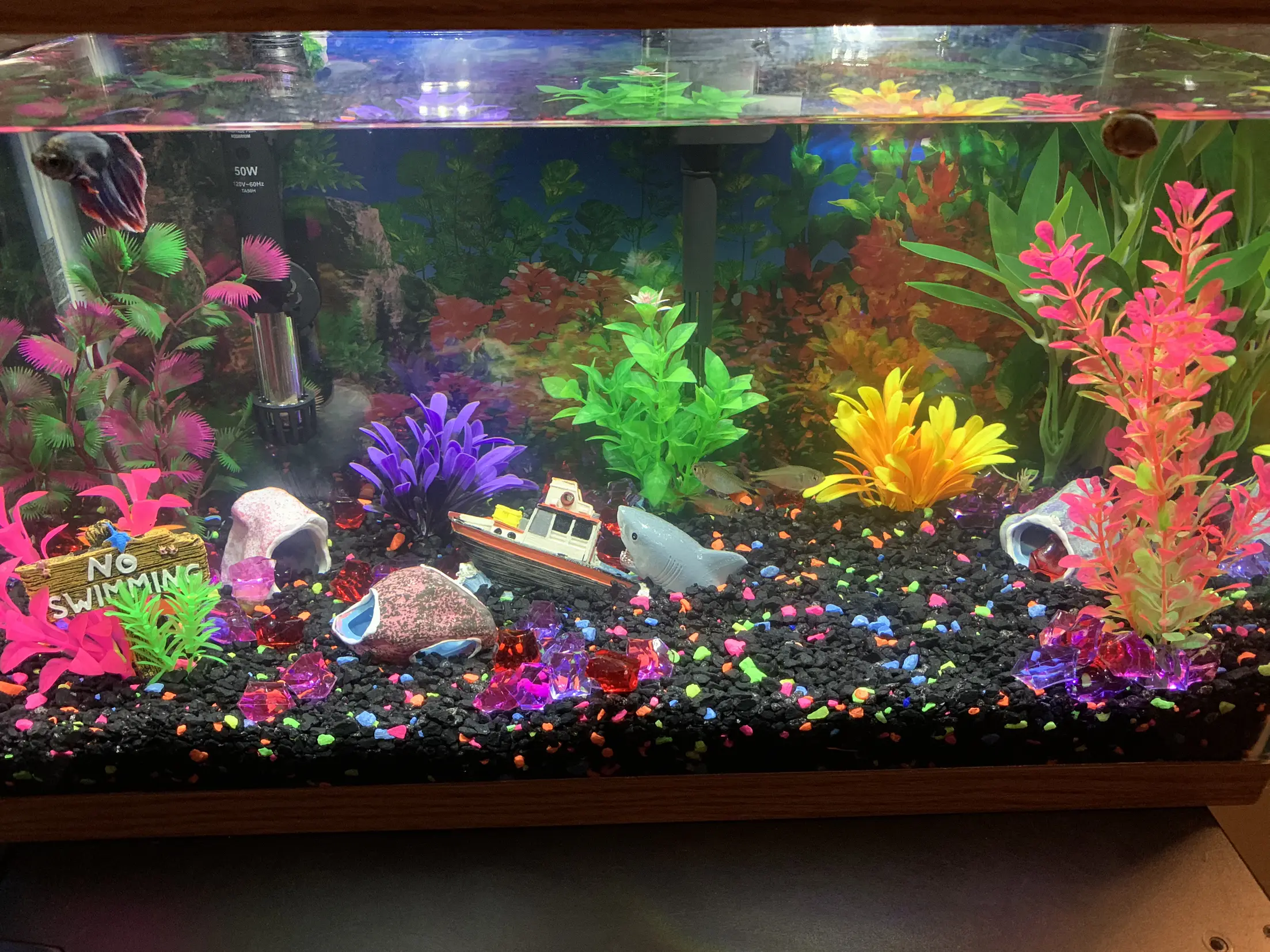 I absolutely love my new fishi, Gallery posted by Taylor Draper