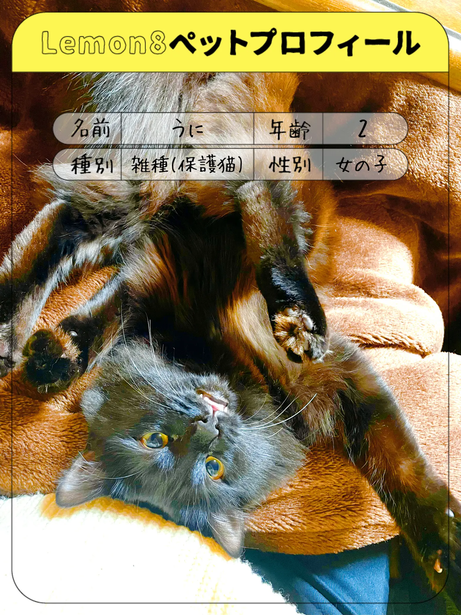 Introducing My Child🐈‍⬛ | Gallery posted by Ks🐈‍⬛🐾 | Lemon8
