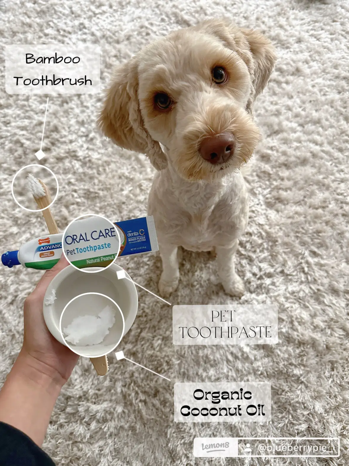 My dog ate crest sales toothpaste