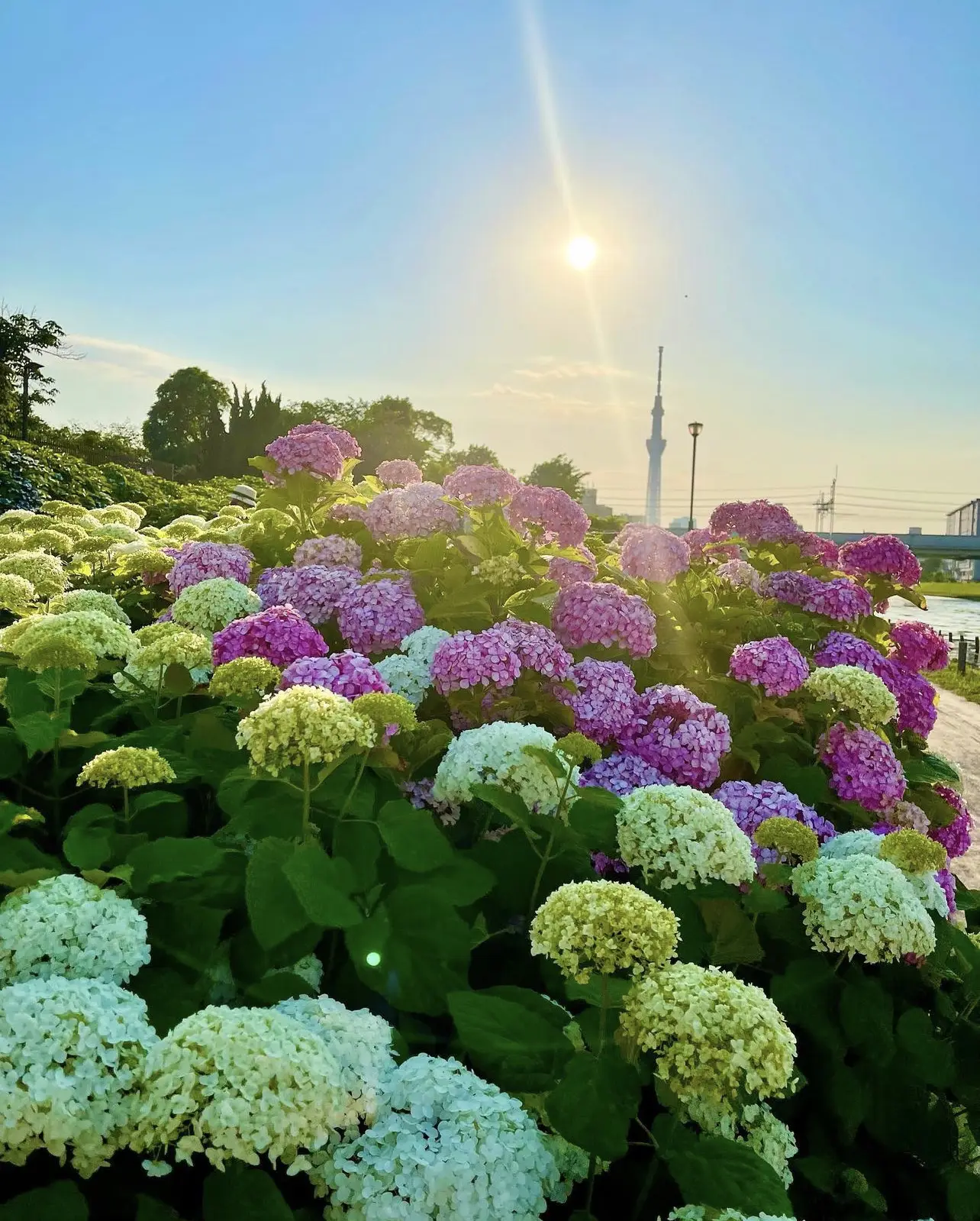 紫陽花とスカイツリーのコラボを撮るならここは外せない！【東京・江戸川/江東】 | 美しい景色を求め旅する/きなこが投稿したフォトブック | Lemon8