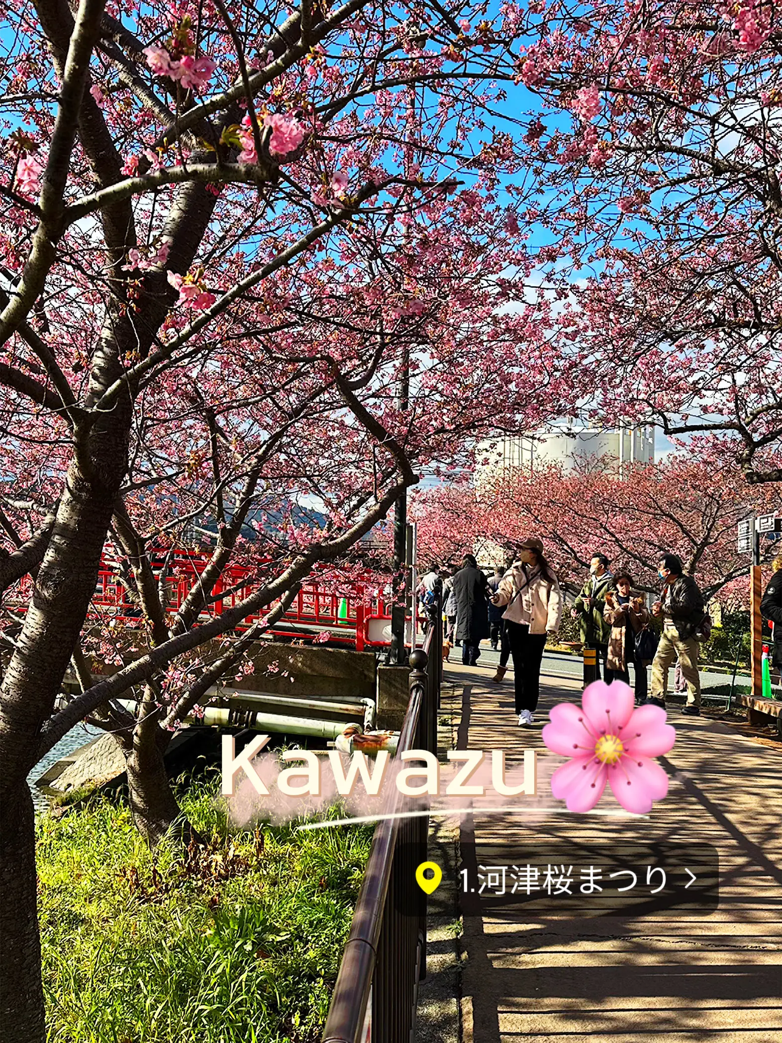 Feel the early spring with early blooming cherry blossoms