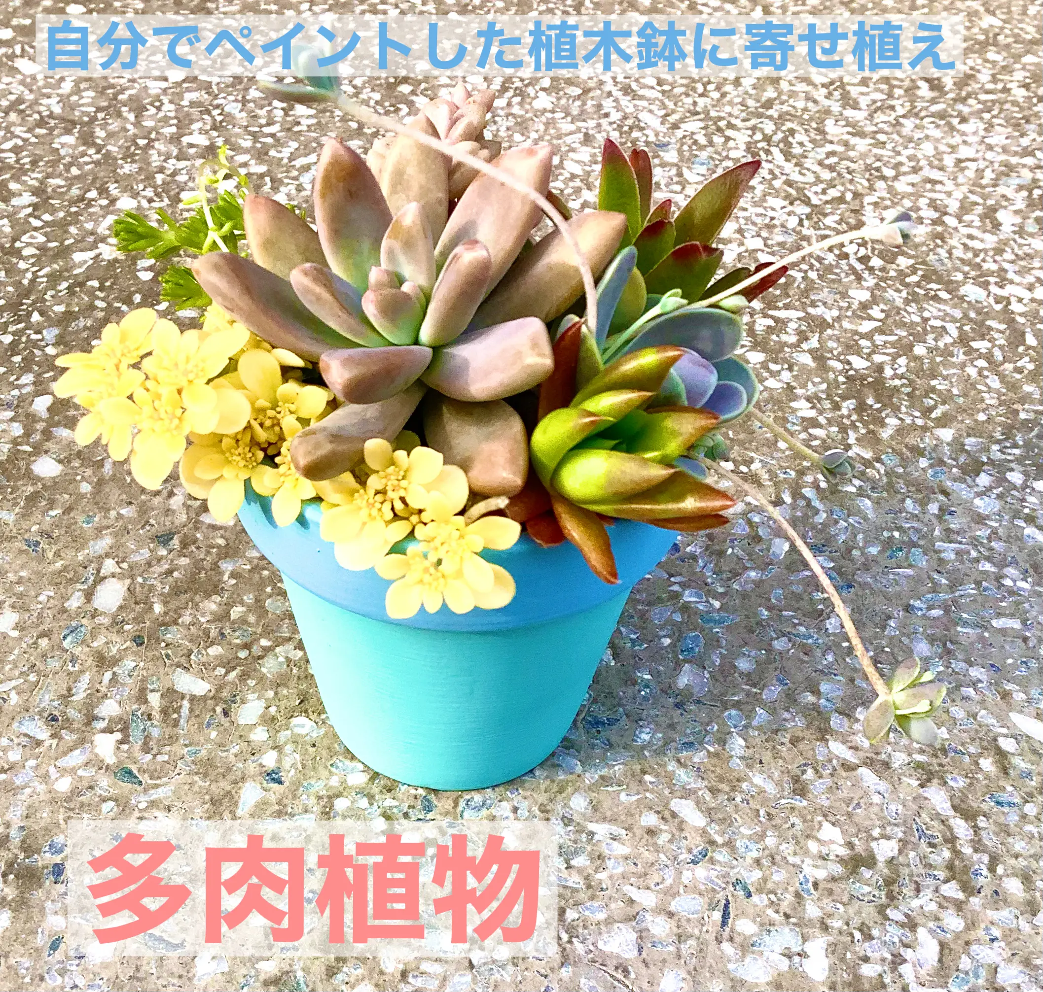 多肉植物を寄せ植えに✨ | 蒼月樹莉愛が投稿したフォトブック | Lemon8