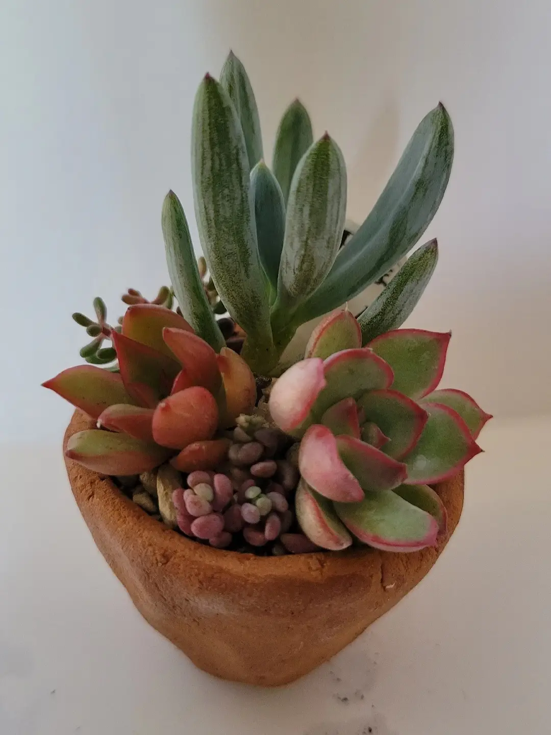 ミニリメ缶、ミニ鉢チマチマ🌿寄せ植え | succulent..mikiが投稿した