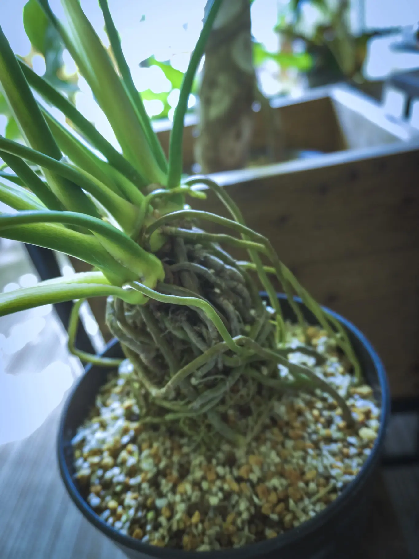 男前な観葉植物が好きならお勧め！根っこが迫り上がったセローム