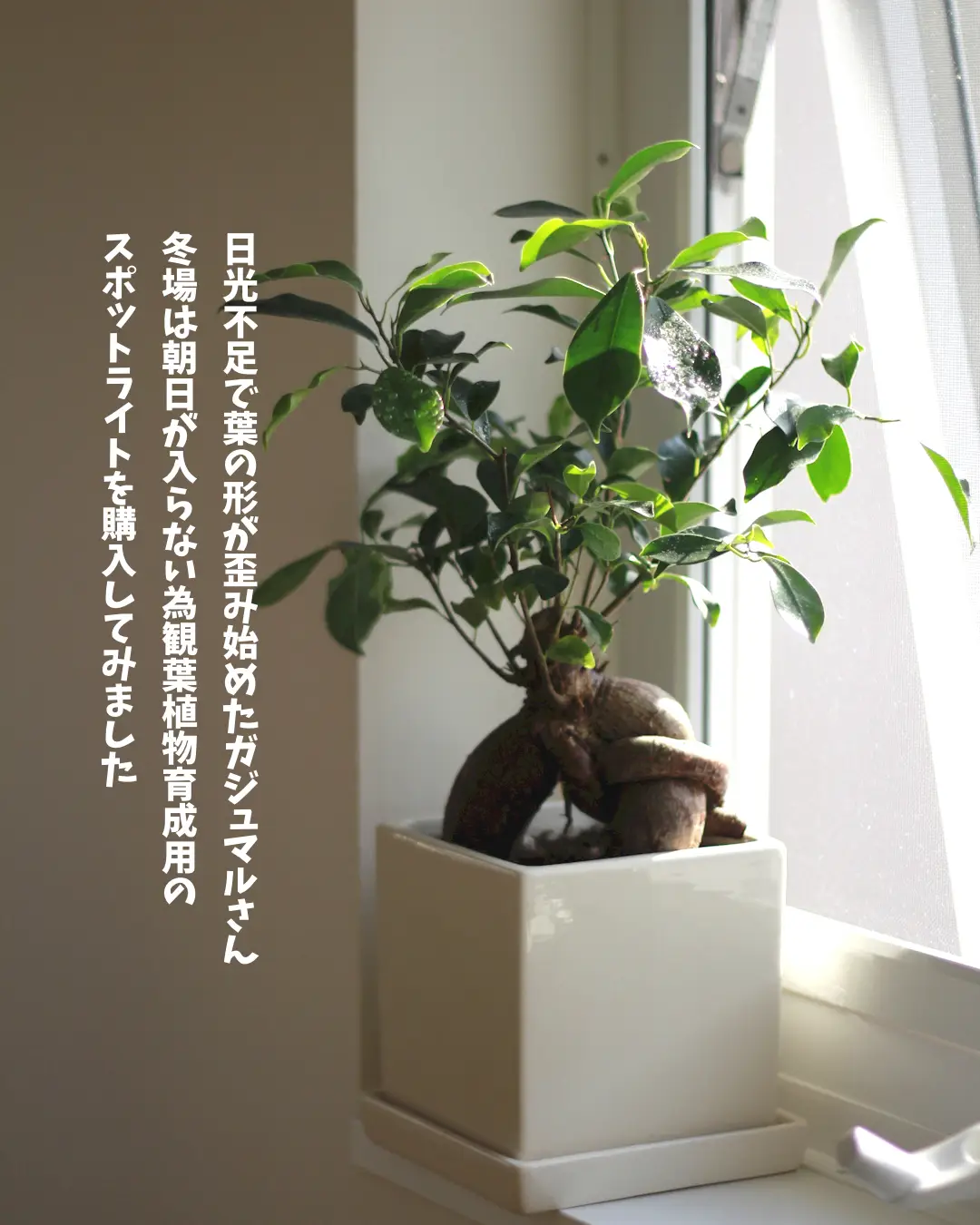 植物育成LEDライト | mitsu＿＿.が投稿したフォトブック | Lemon8