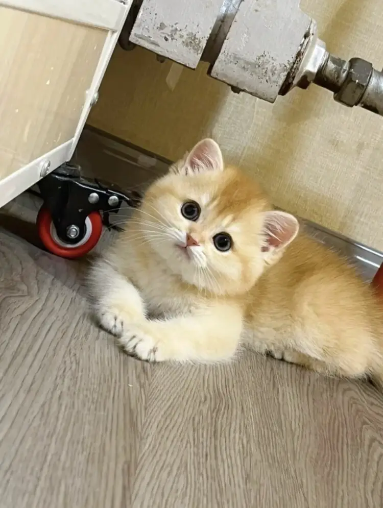 羊毛フェルトブリティッシュショートヘアーブリティッシュロングヘアー