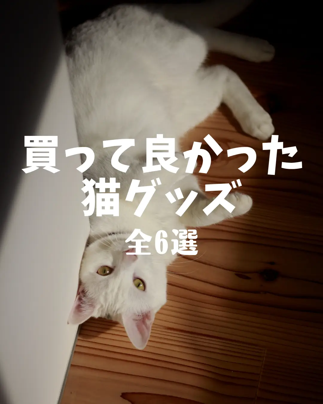 猫あったかグッズ - Lemon8検索