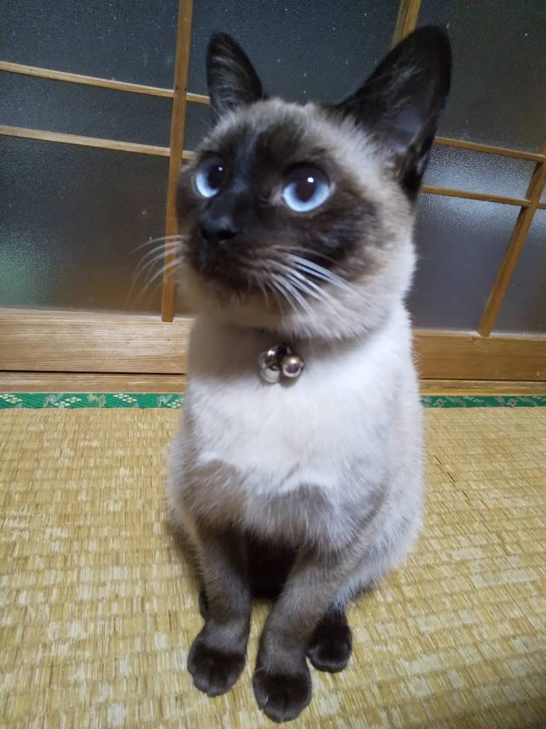 絵画。原画【シャム猫は週末にきれいで暖かい部屋を配置してから