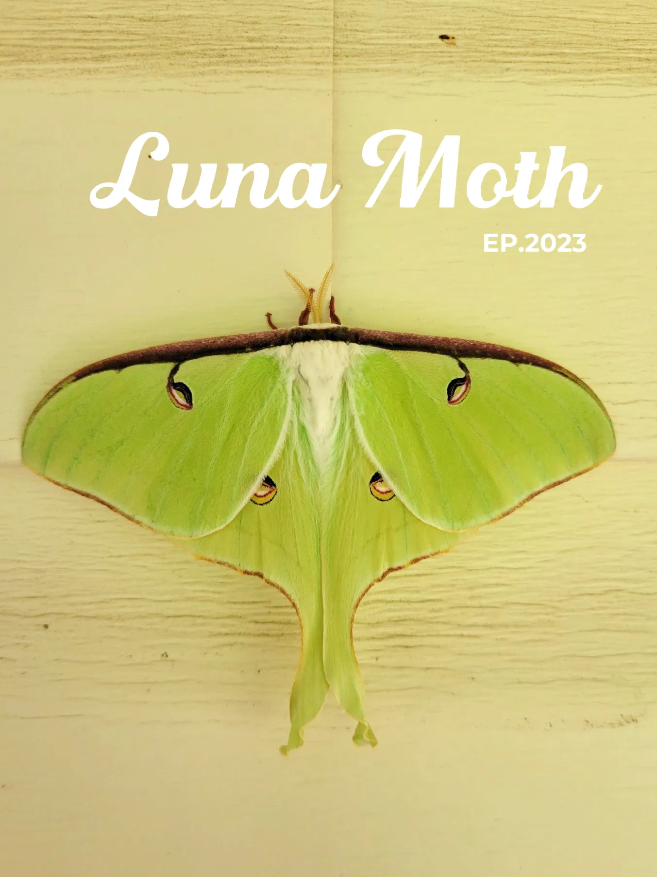 Goddess of the Moon: the life history of the Luna Moth