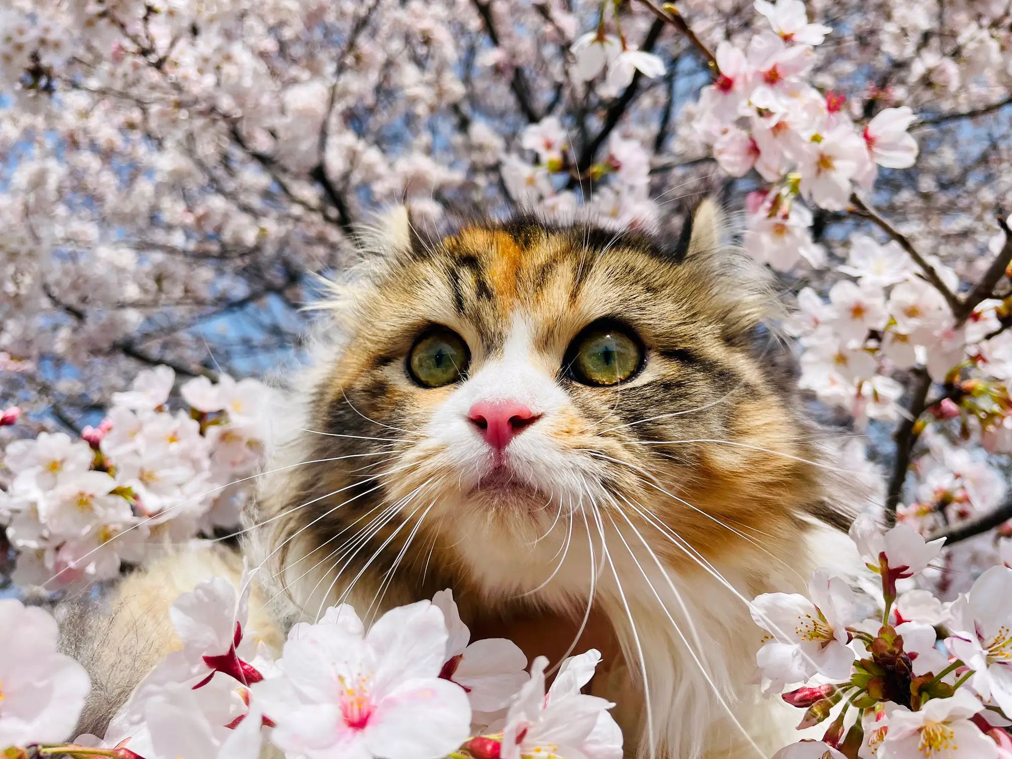 Cat and Sakura no Hana🐈🐾🌸 | Gallery posted by ☆Miyuki☆ | Lemon8