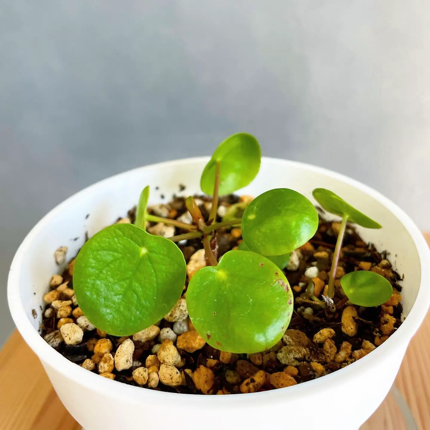 ペペロミオイデスとすいかぺぺ - 植物/観葉植物