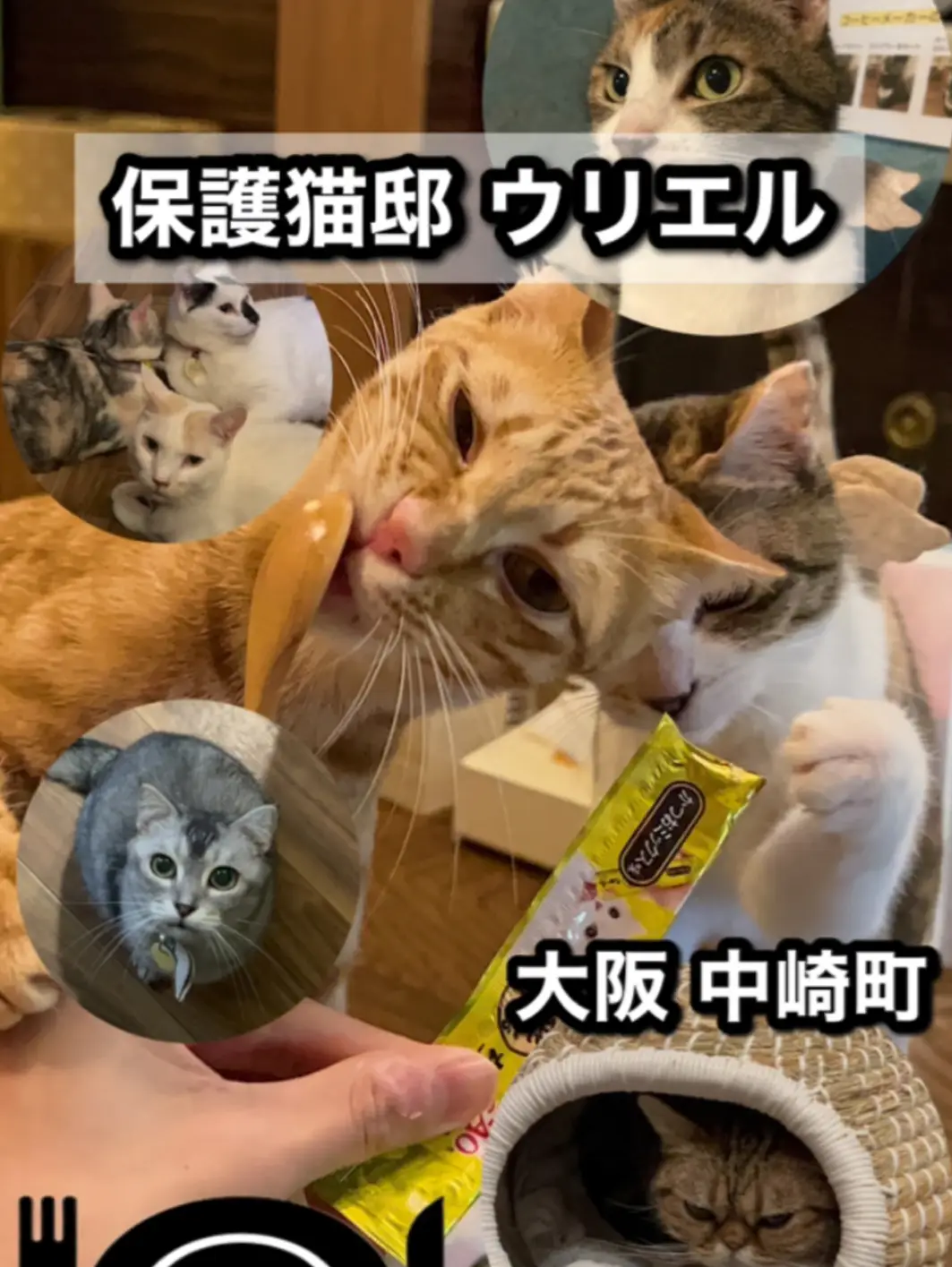 猫好き必見!!完全個室の保護猫カフェで癒されて見ない！？🐱