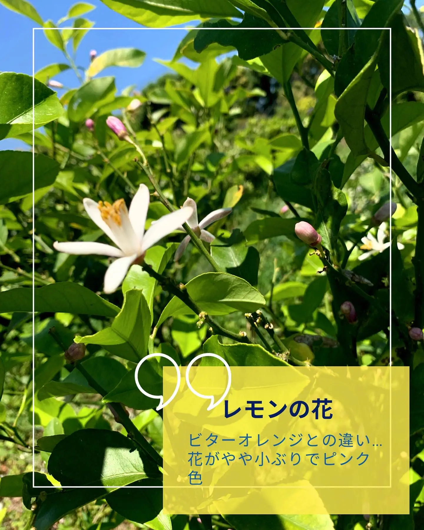 芳香植物図鑑 | Bộ sưu tập do 心香師 Reika đăng | Lemon8