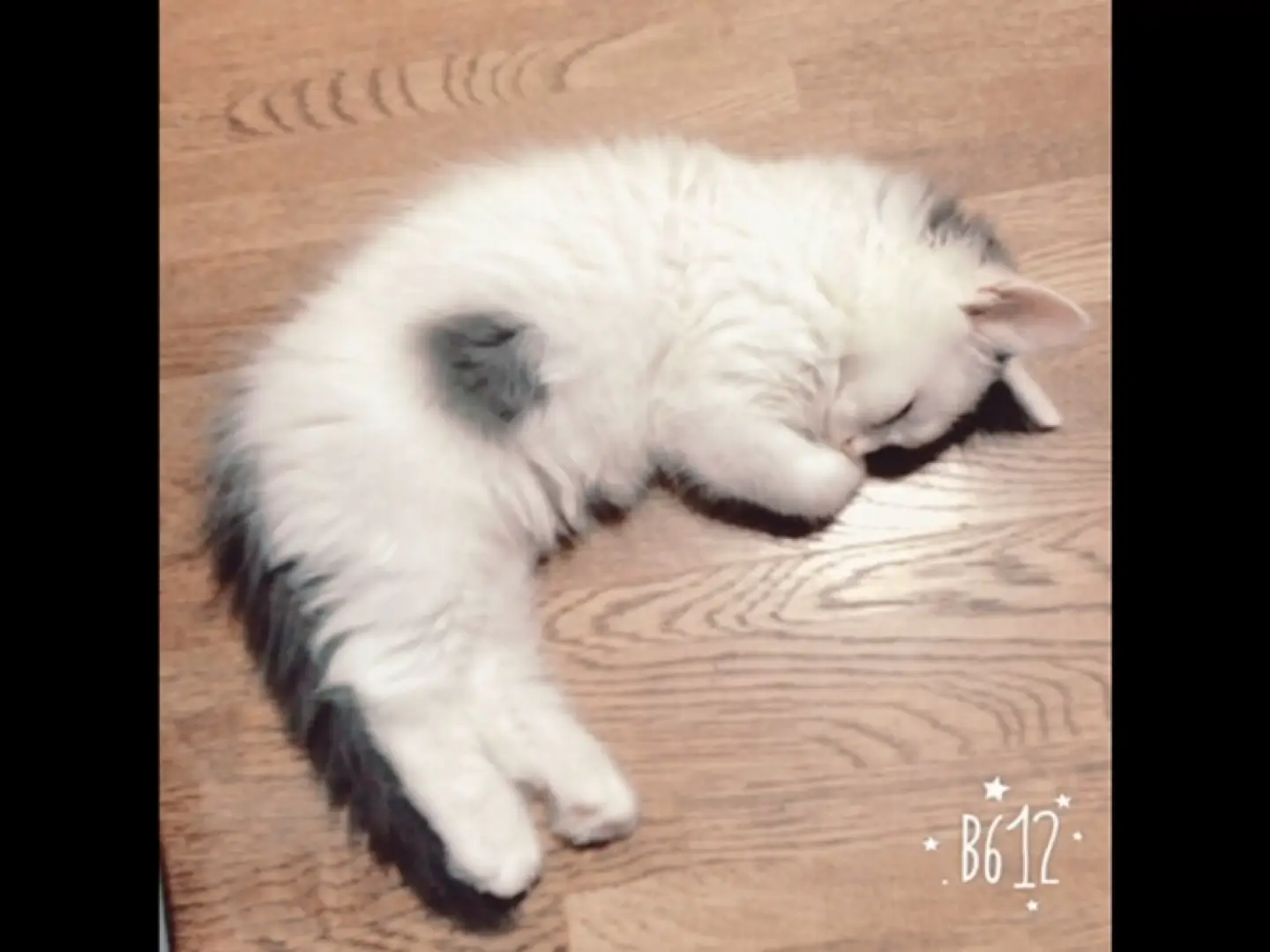 ただただ子猫が寝てる姿🐱💤