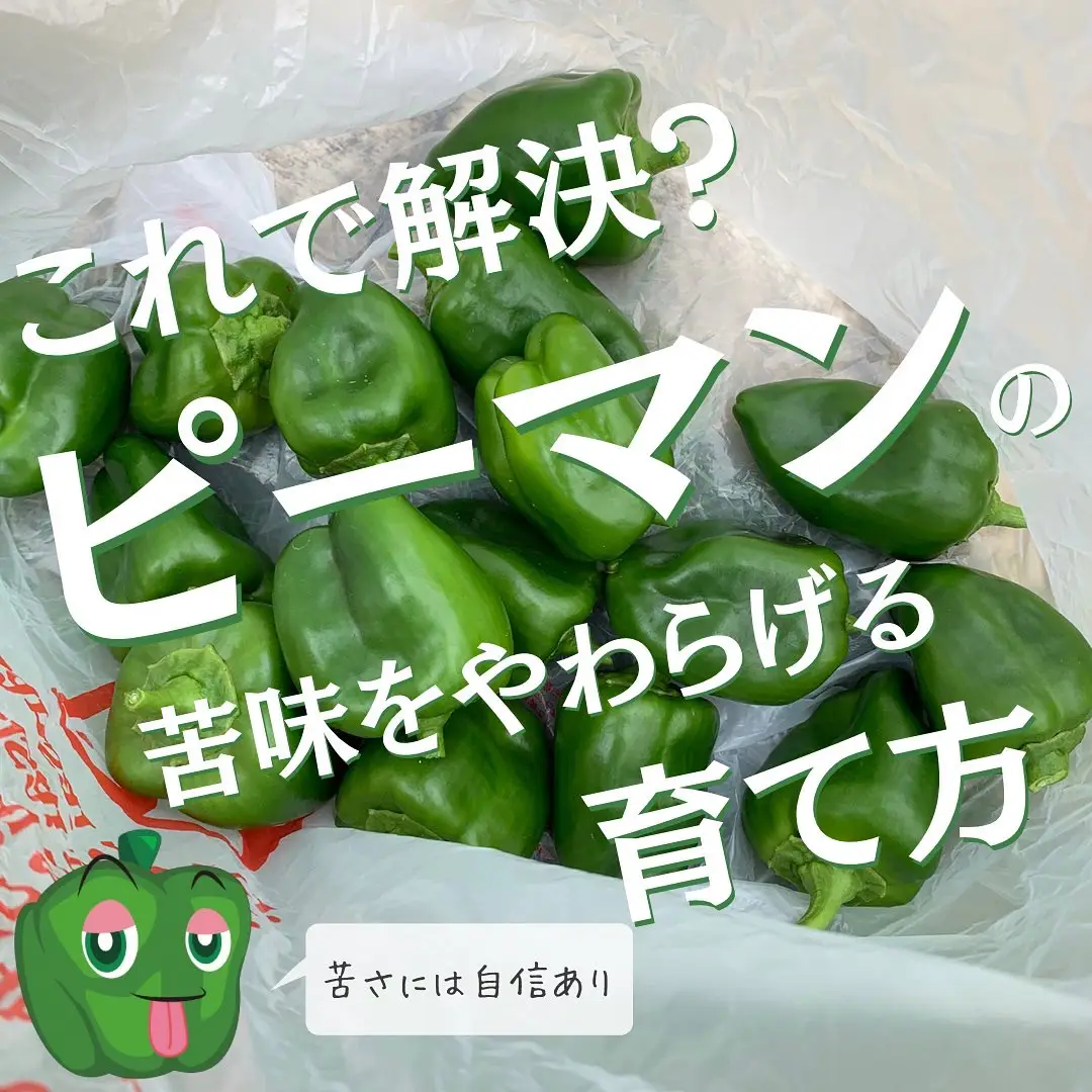 どでかピーマン小苗×3 なじみ 無農薬 他の苗と交換可能