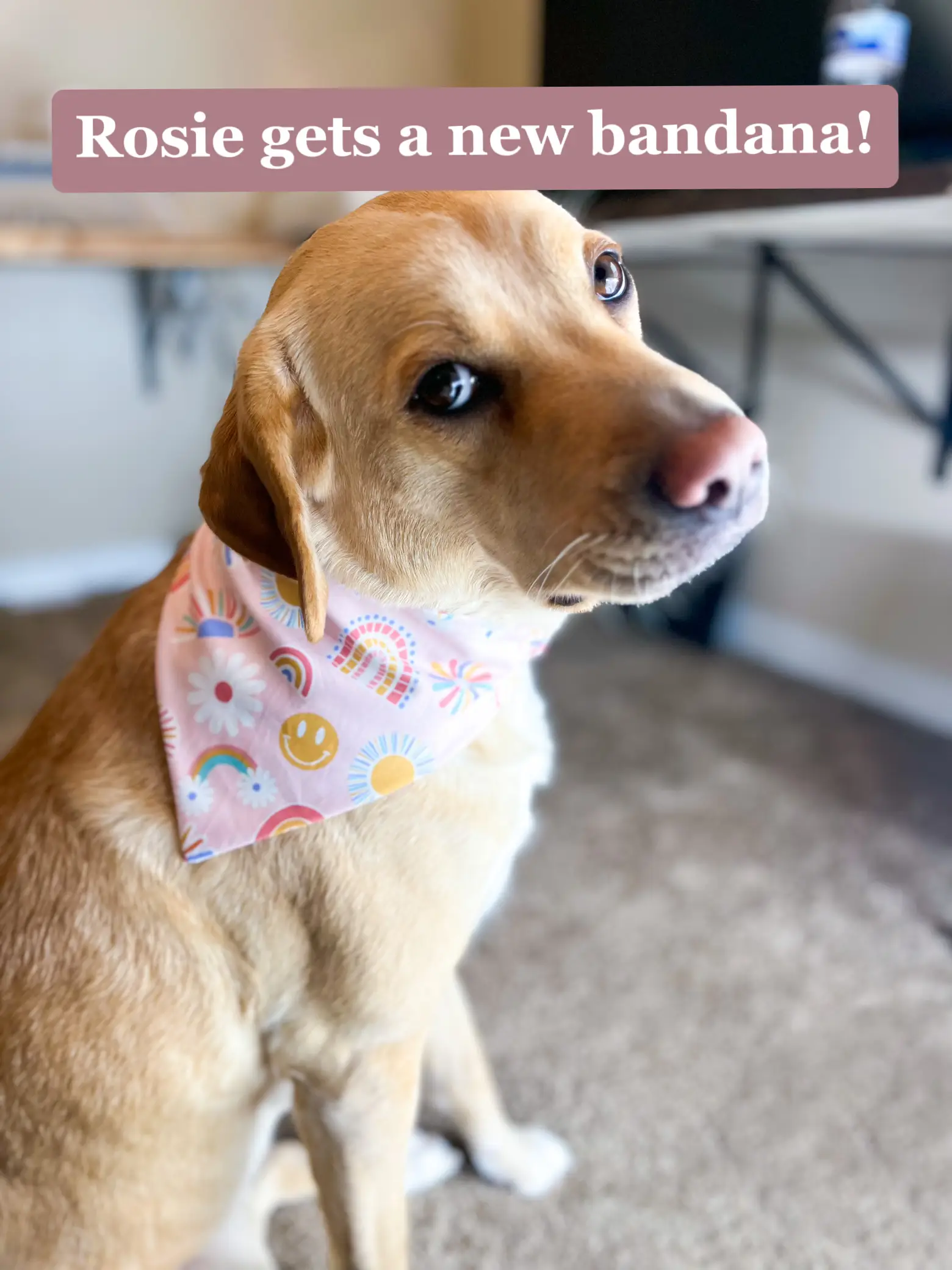 Funny dog outlet bandanas