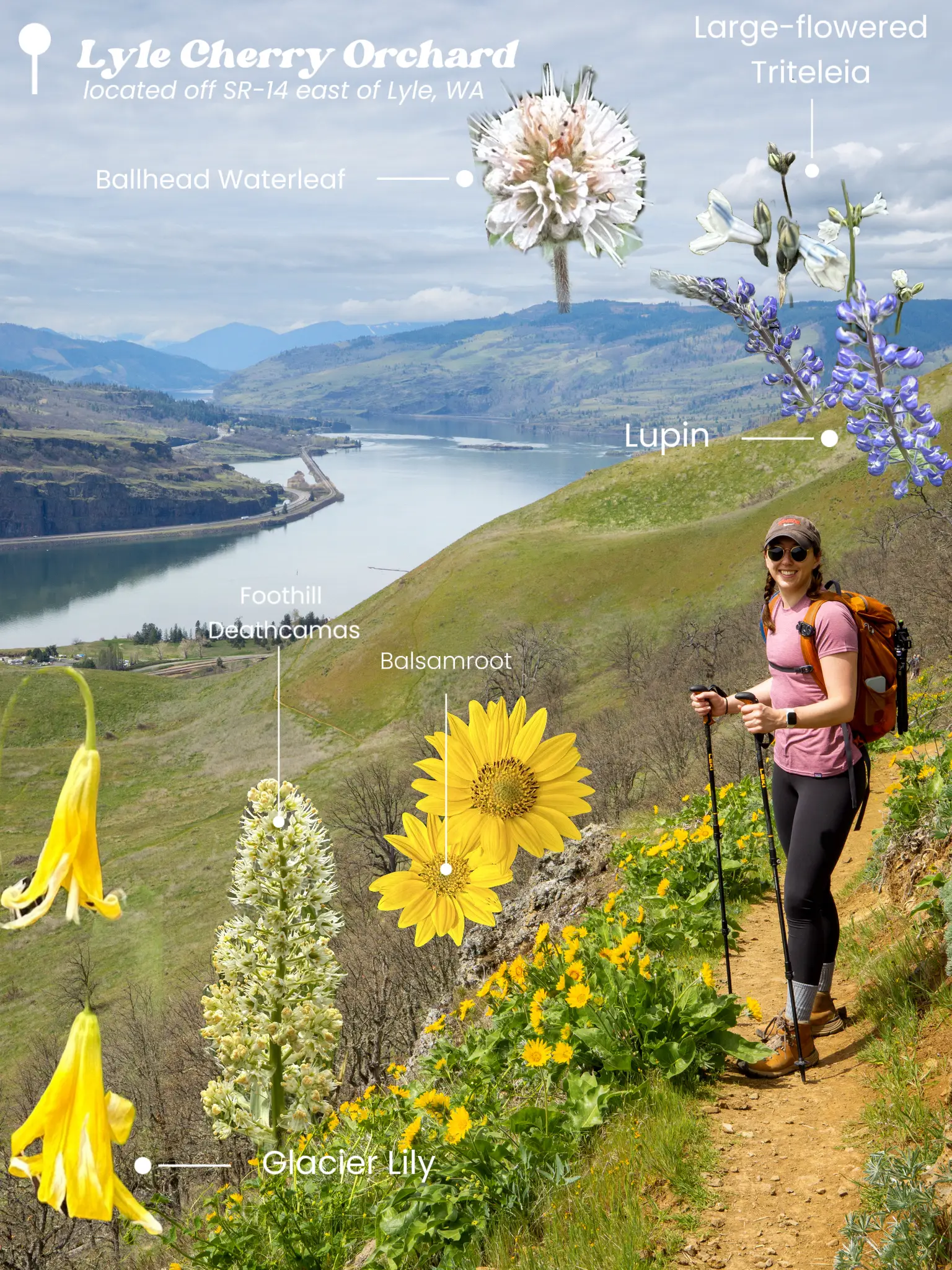 Best Wildflower Hikes in the Columbia Gallery posted by Meg 🥾🏔️