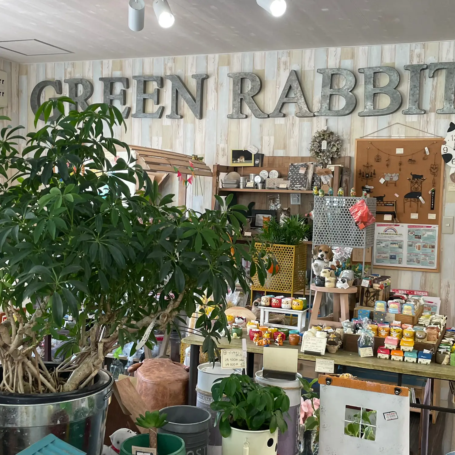 オススメ観葉植物のお店】 みどりと雑貨のお店 Green Rabbit