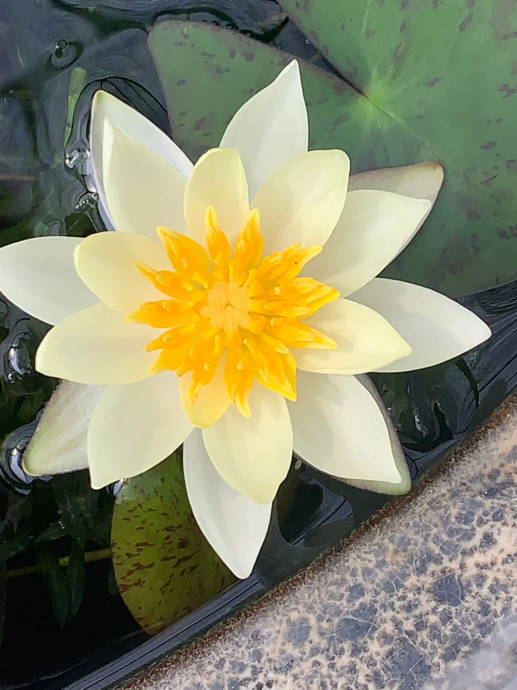 多肉植物(約15cm程)沢山の子どもたち育ってます ミニ黄色 | nabominが 
