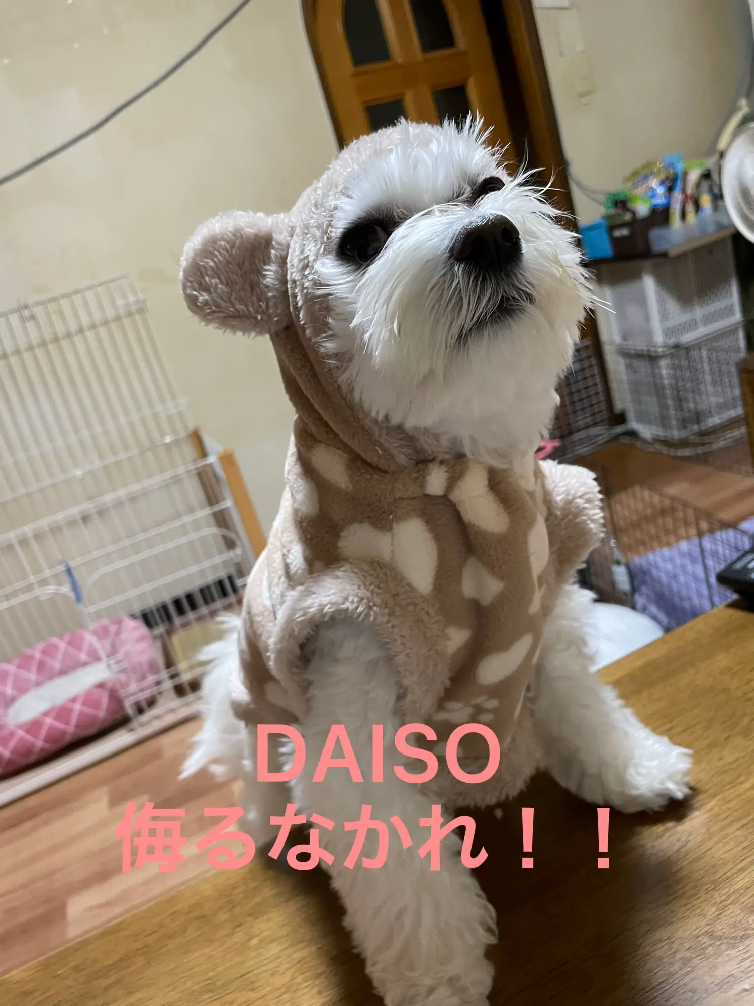 DAISO わんこ服 侮るなかれ笑 | massy95が投稿したフォトブック | Lemon8