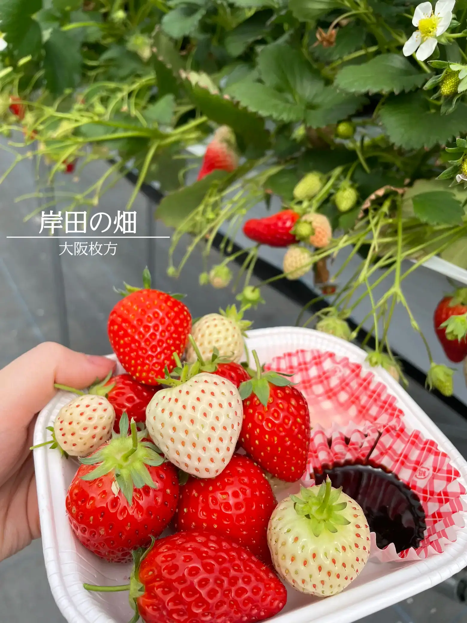 大阪枚方】まだ間に合う！4種類のいちごが食べ放題🍓希少な白いちごも