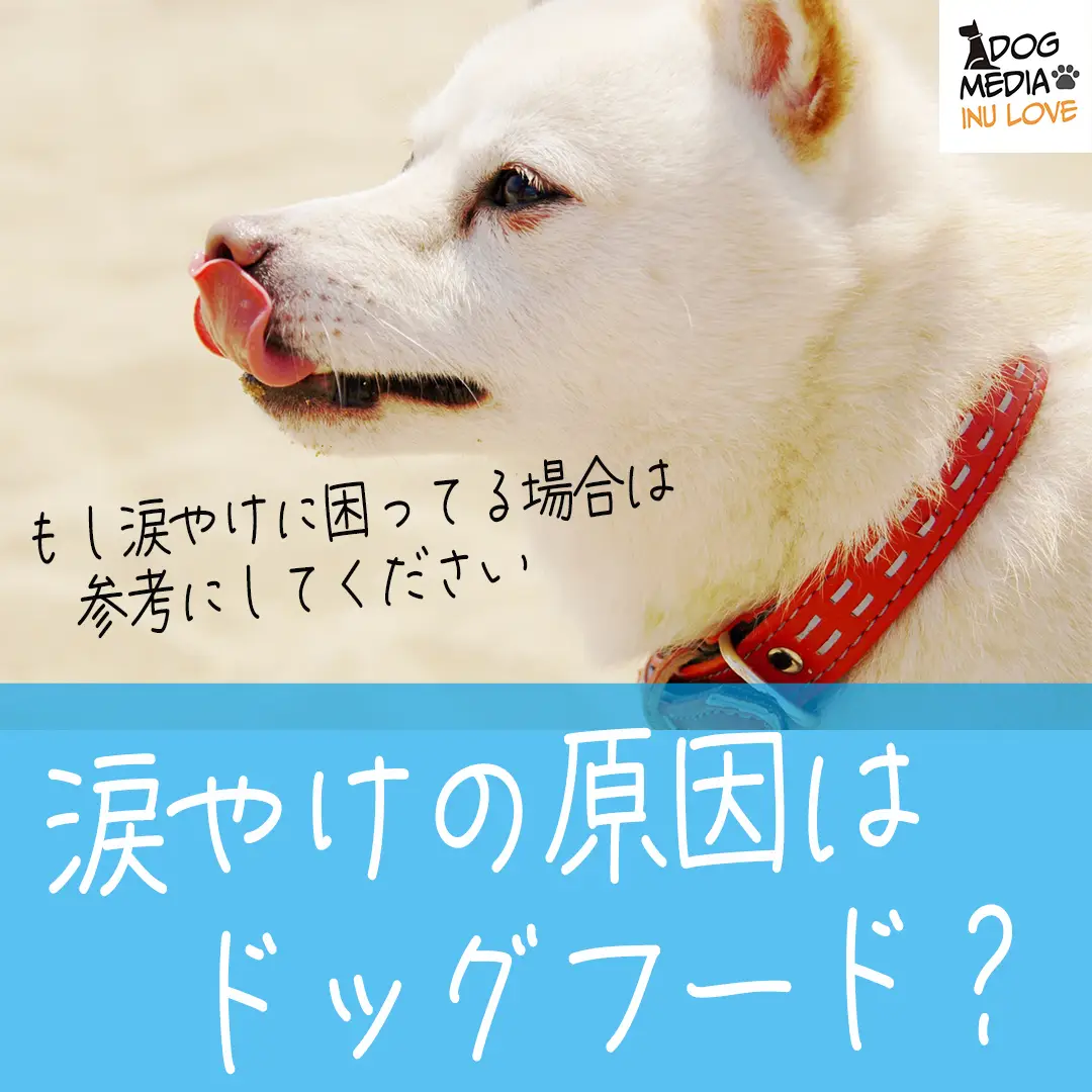 犬 涙やけ - Lemon8検索