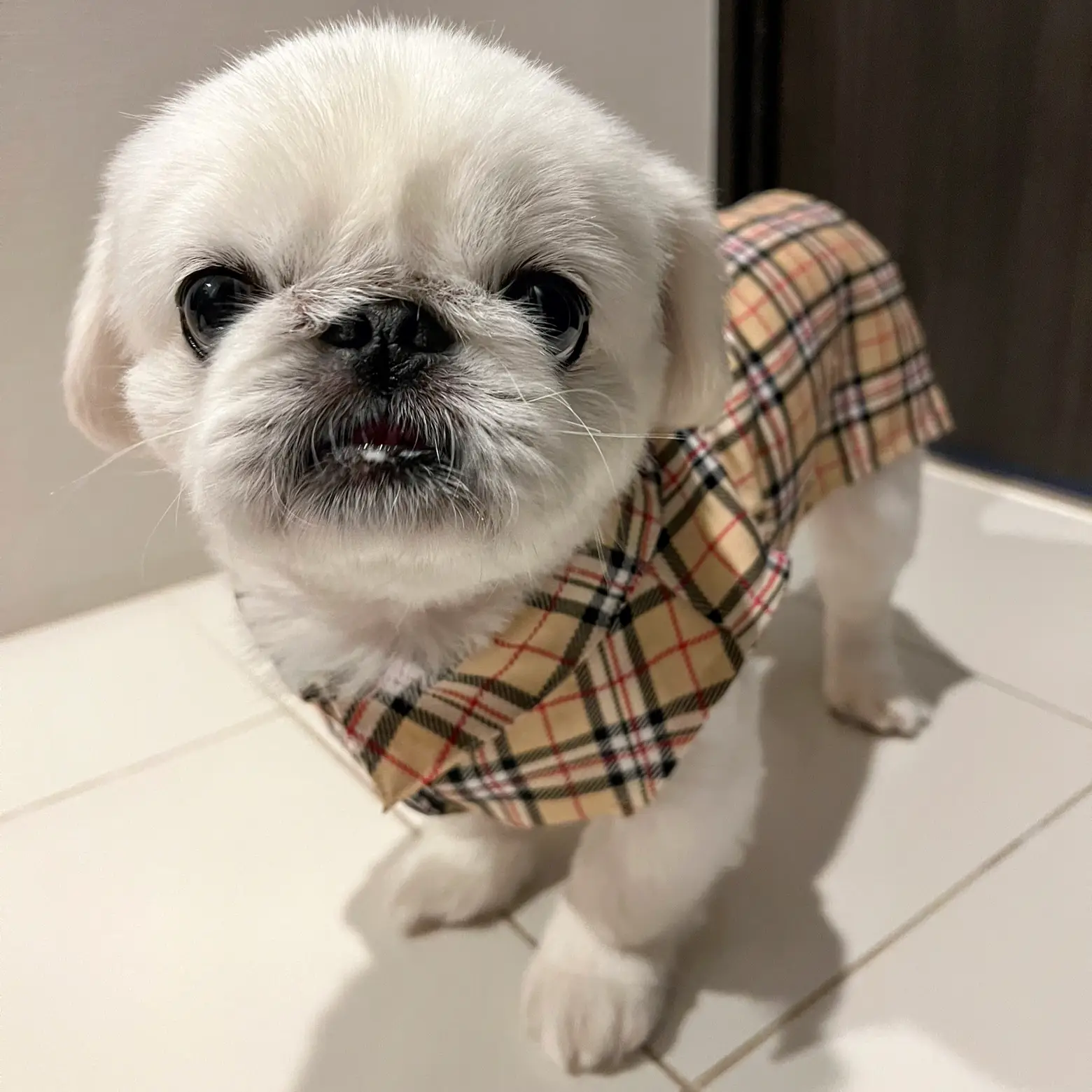 手作りわんこ服シリーズ🐕🐾 | ペキニーズのぺったんが投稿したフォト